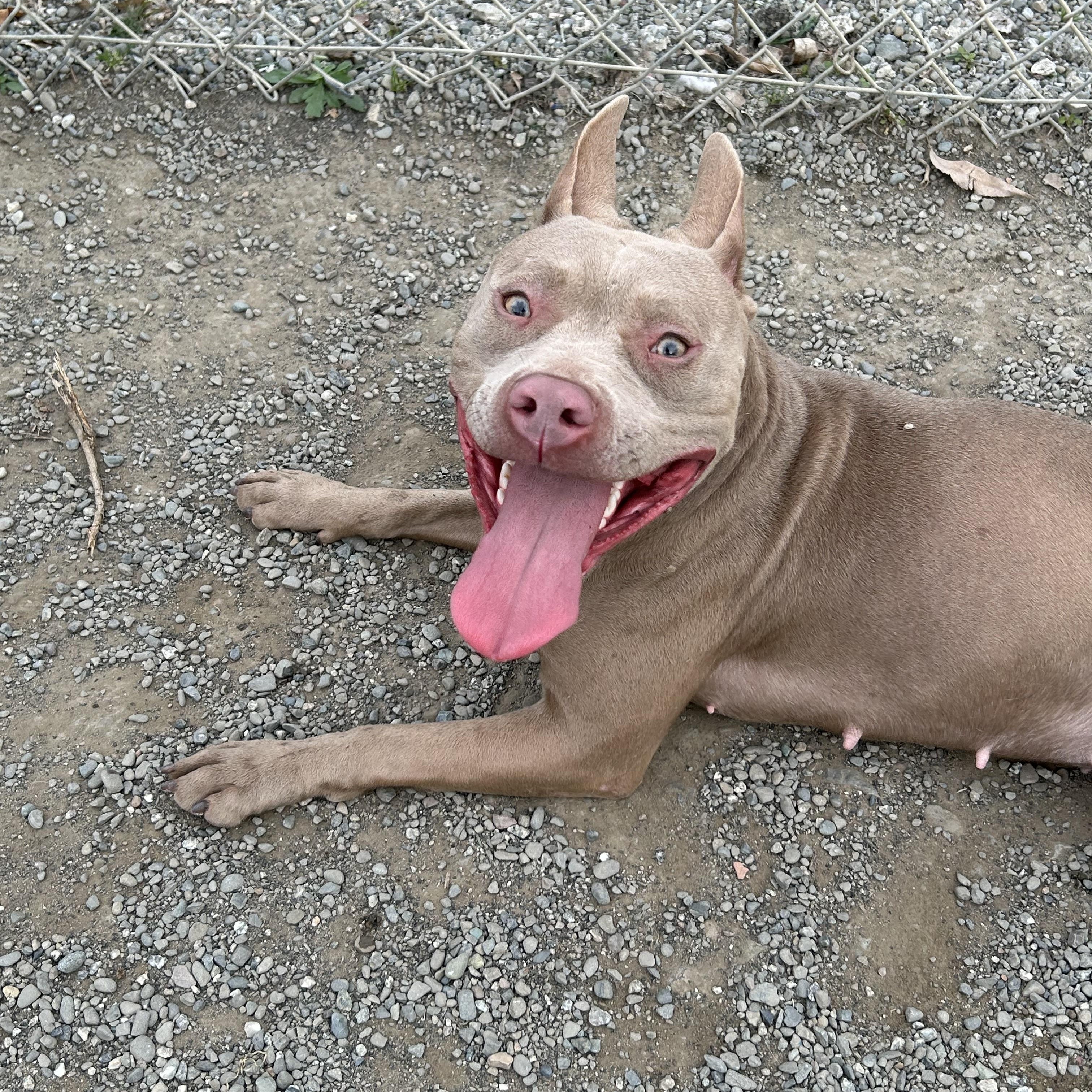 Penelope, Adoptable, Young Female Pit Bull Terrier.