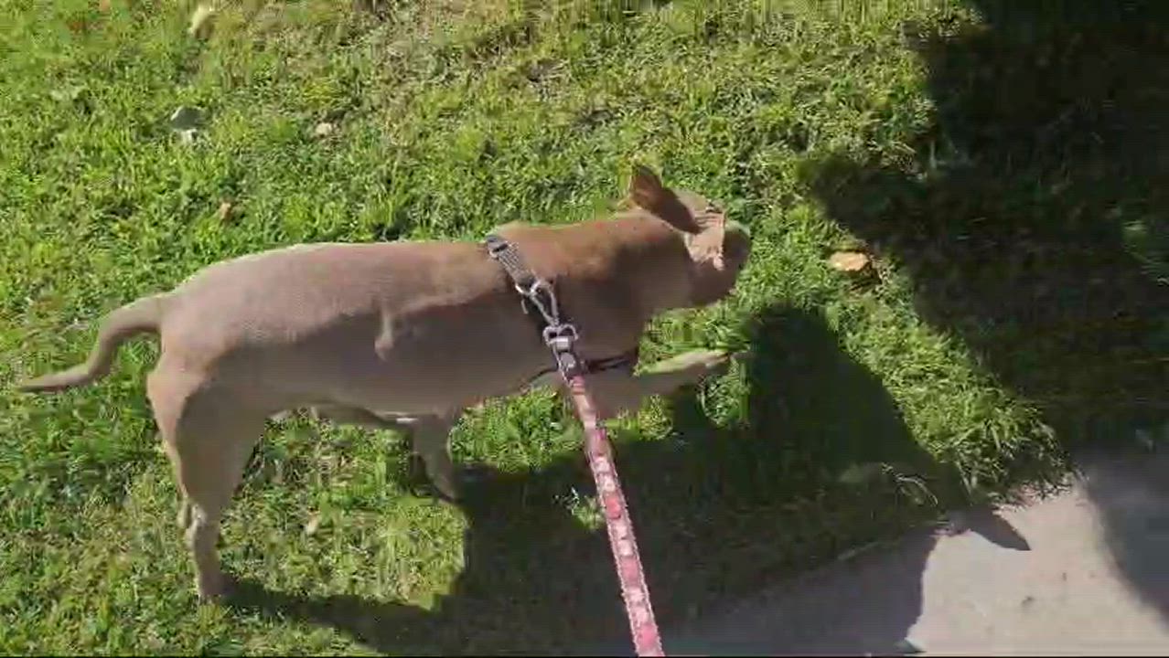 Enlarge Penelope, a Adoptable mixed breed in San Jose, CA video 1/6