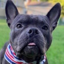Benny, Adoptable, Young Male French Bulldog.