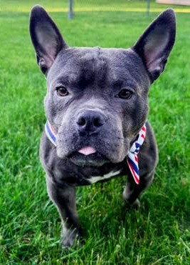Benny, a Adoptable French Bulldog in Framingham, MA image 2/3