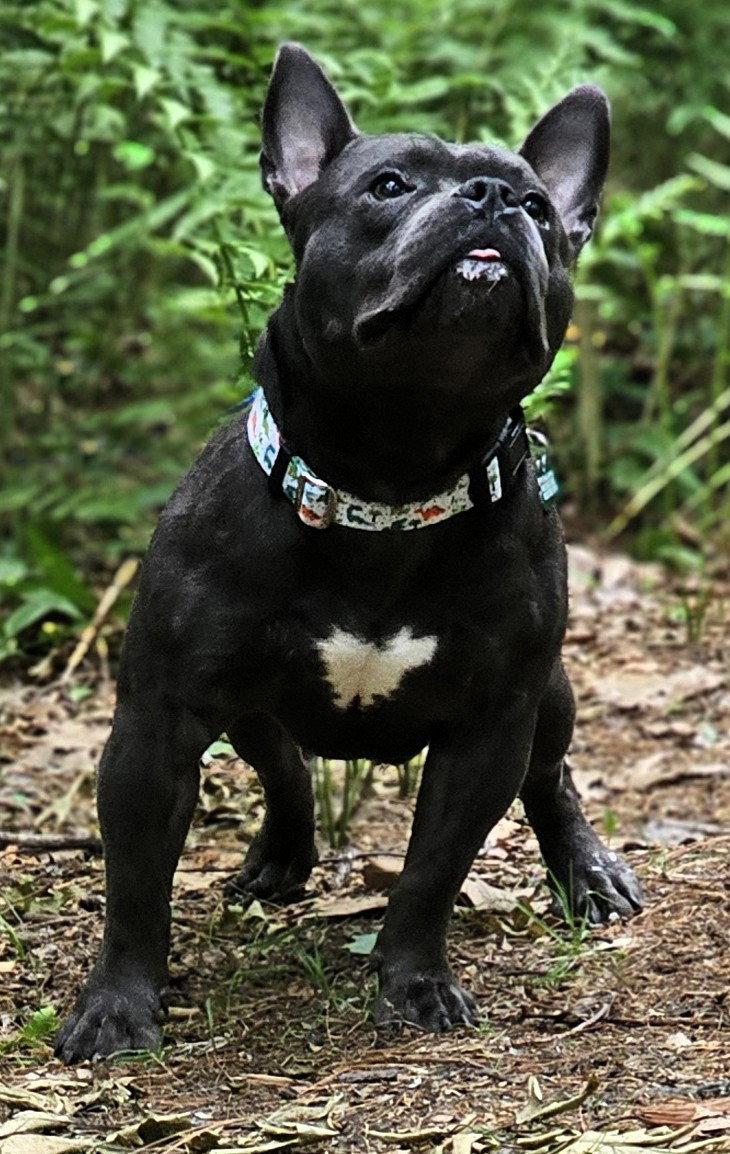 Benny, a Adoptable French Bulldog in Framingham, MA image 3/3