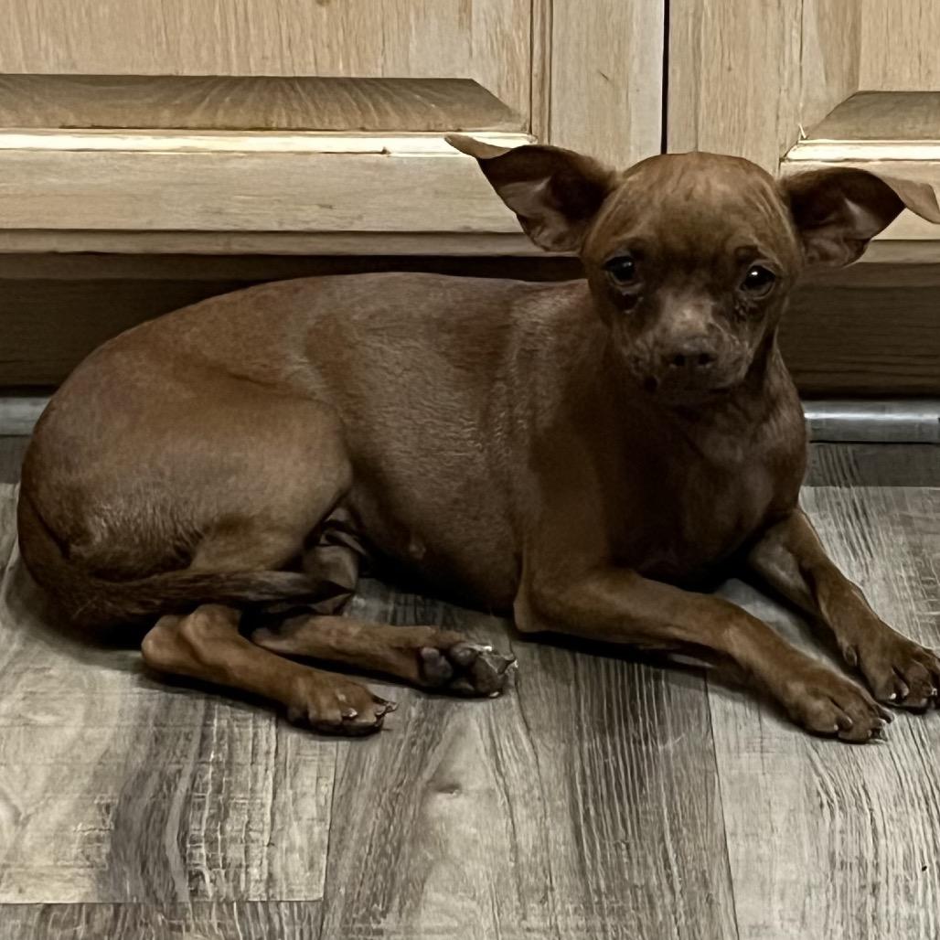 Lucille Ball, Adoptable, Young Female Chihuahua.
