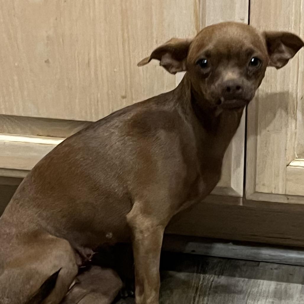 Lucille Ball, Adoptable, Young Female Chihuahua.