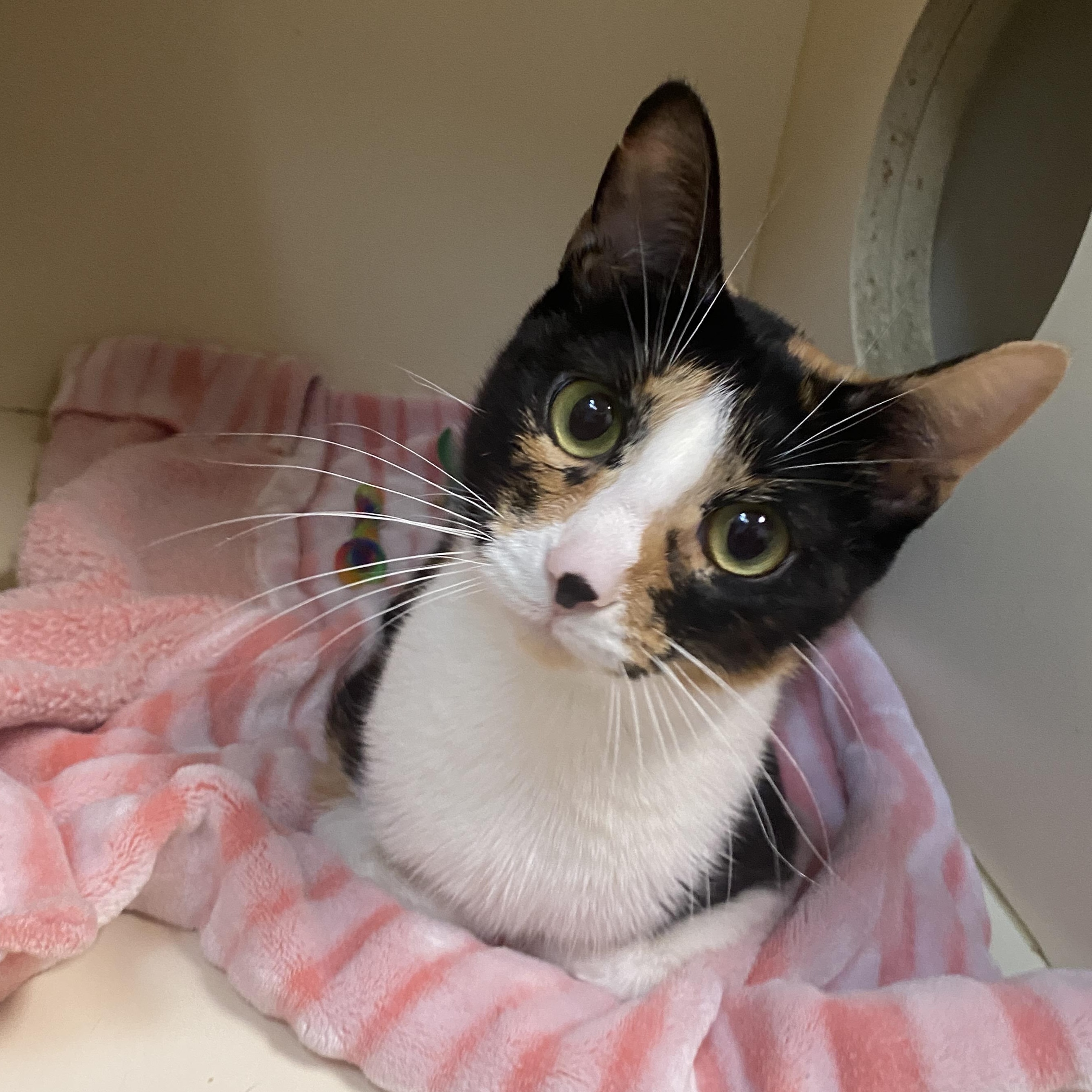 Daisy, Adoptable, Young Female Domestic Short Hair.
