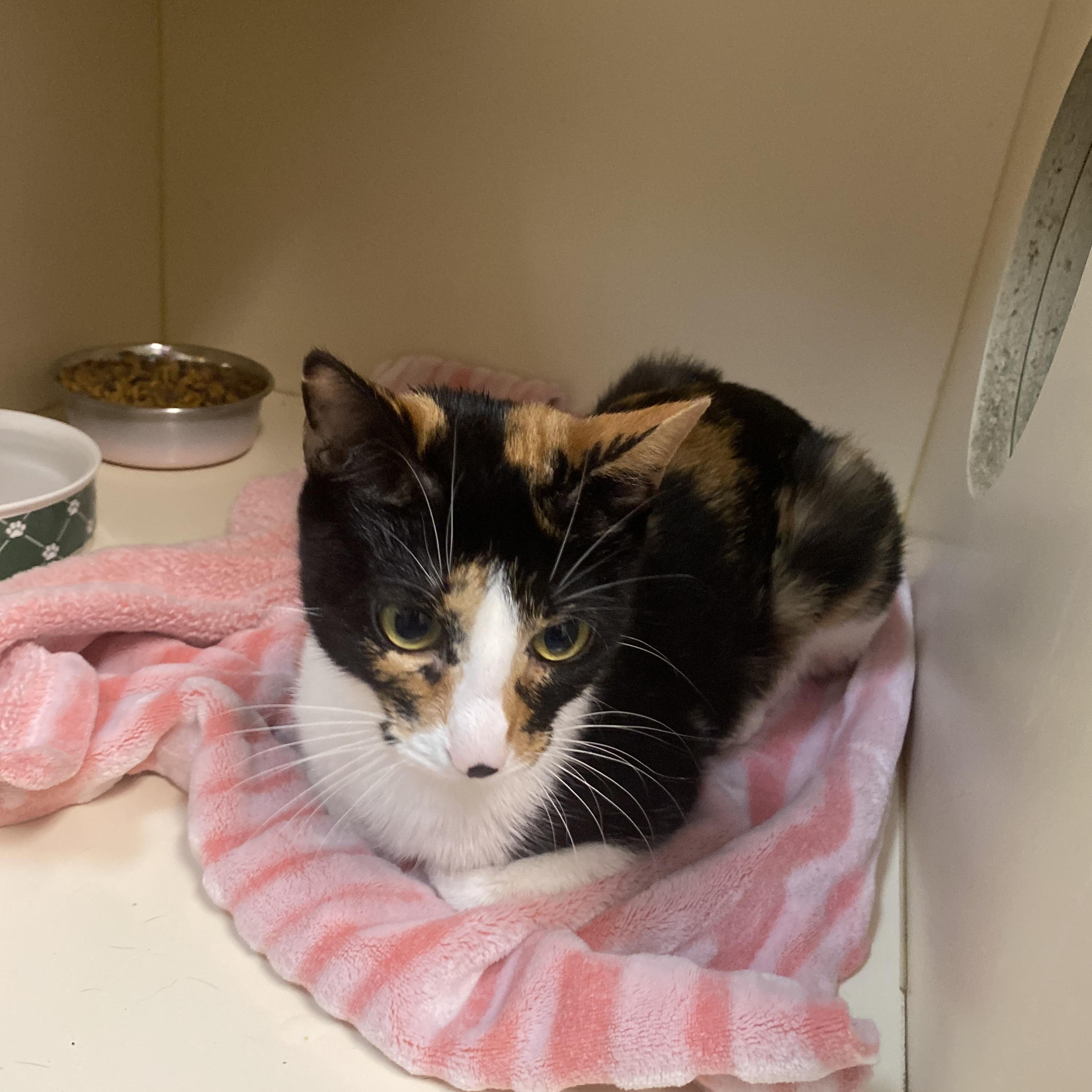 Enlarge Daisy, a Adoptable Domestic Short Hair in Elyria, OH image 2/2