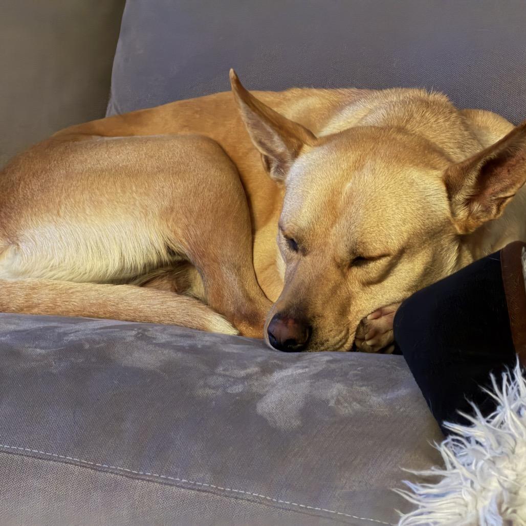 Bean, Adoptable, Adult Female Labrador Retriever & Mixed Breed.