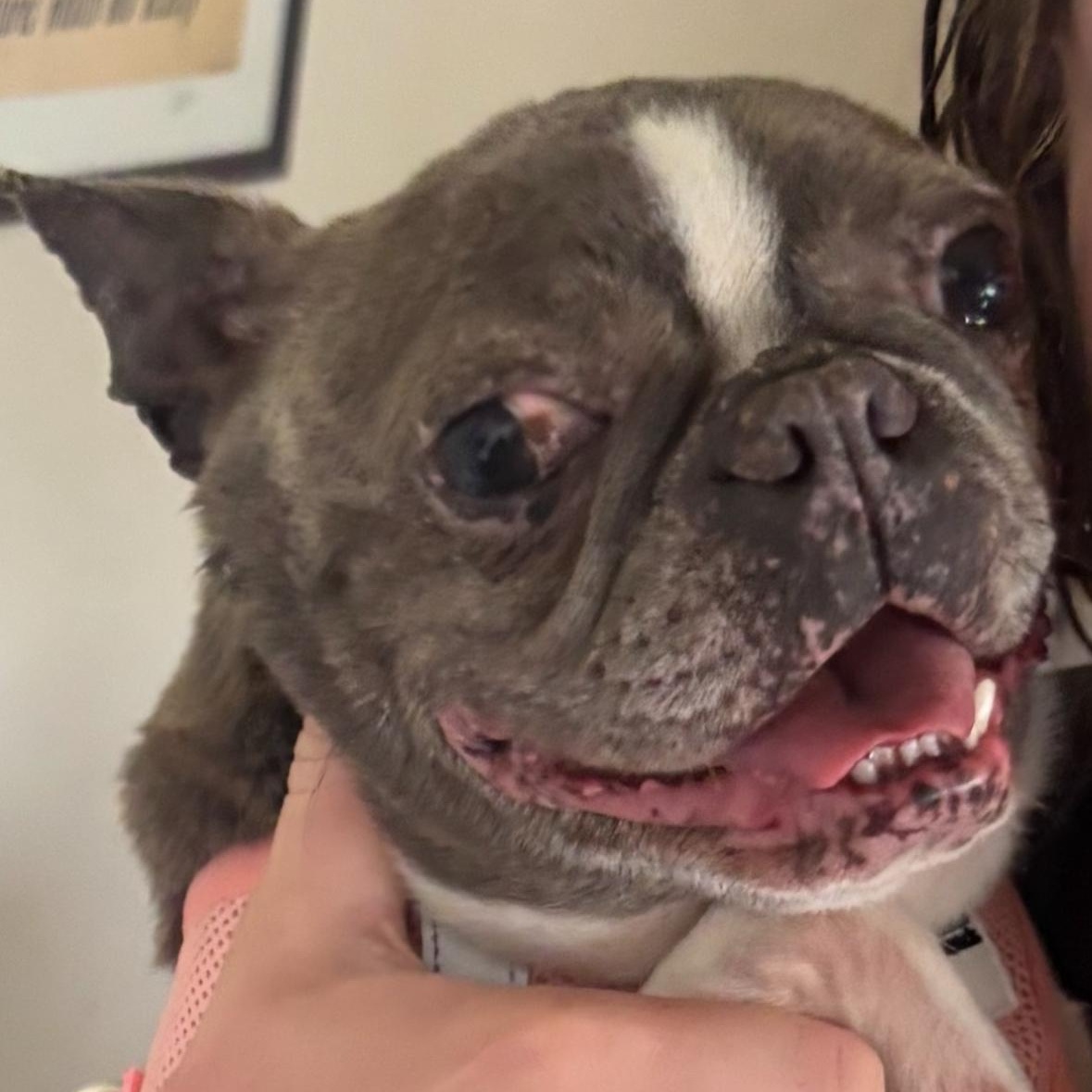 Violet, a Adoptable Boston Terrier in Burlington, VT image 4/5