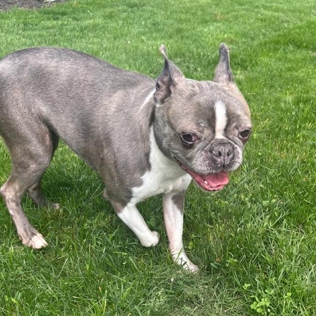 Violet, a Adoptable Boston Terrier in Burlington, VT image 3/5