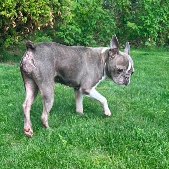 Violet, a Adoptable Boston Terrier in Burlington, VT image 2/5