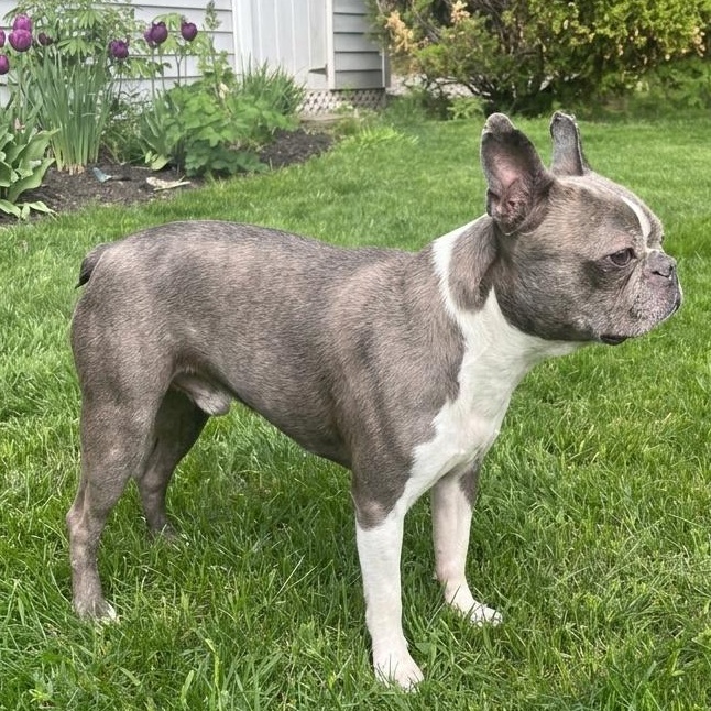 Violet, Adoptable, Adult Female Boston Terrier.