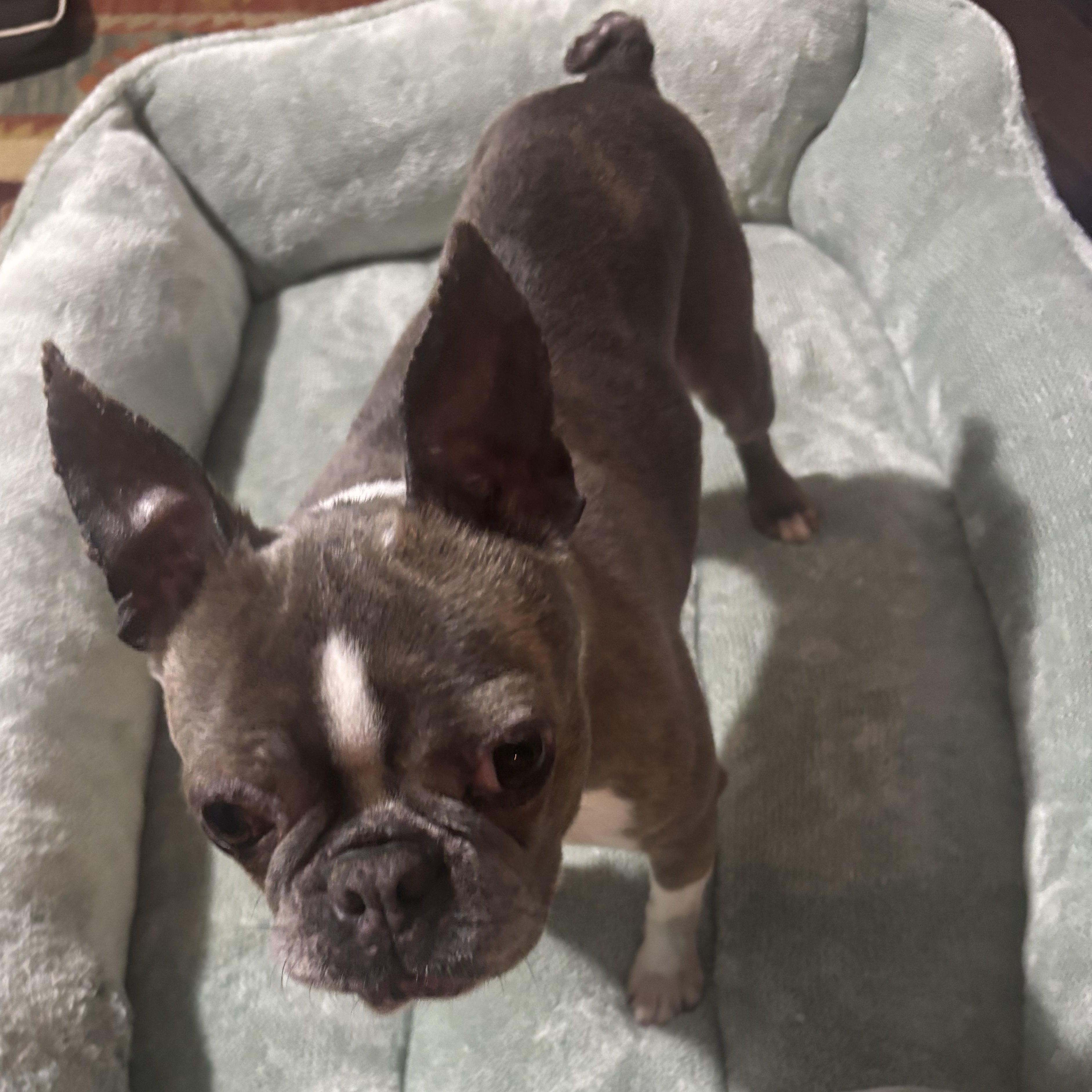 Violet, a Adoptable Boston Terrier in Burlington, VT image 5/5