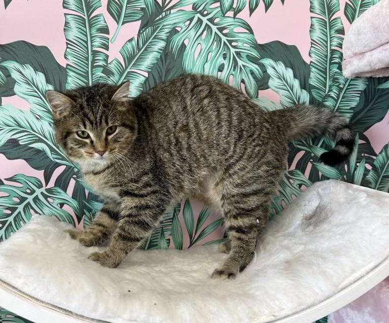 Enlarge Precious, an adoptable Domestic Short Hair in Cortland, OH image 5/6