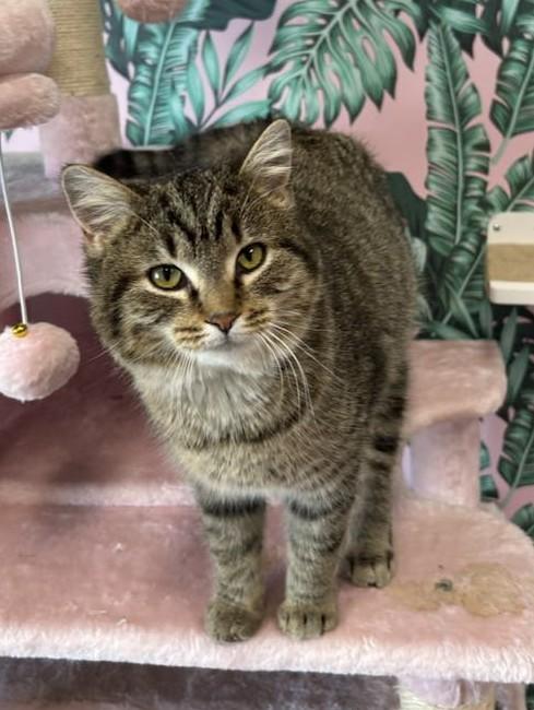 Enlarge Precious, an adoptable Domestic Short Hair in Cortland, OH image 4/6
