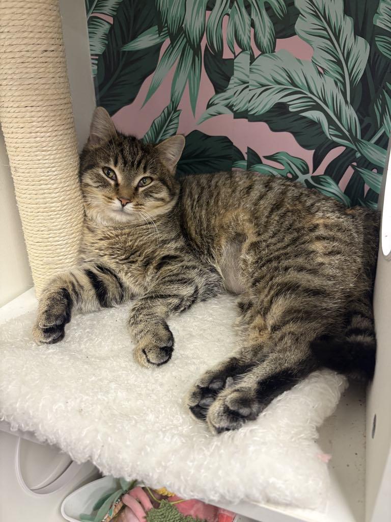 Enlarge Precious, an adoptable Domestic Short Hair in Cortland, OH image 6/6