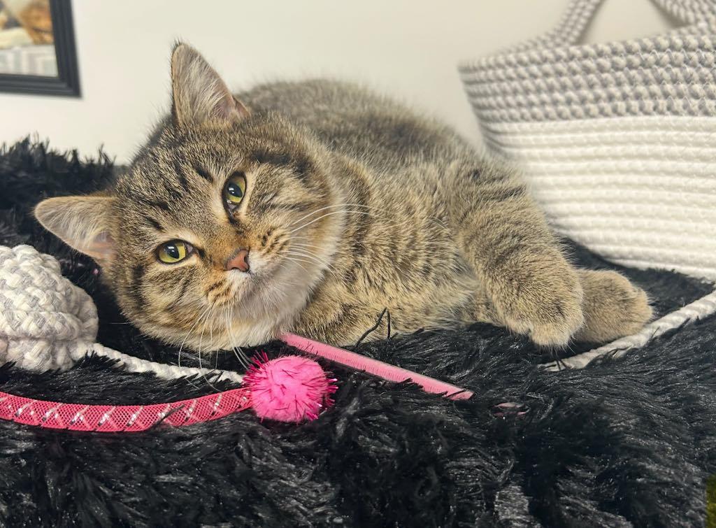 Precious, adoptable, Young Female Domestic Short Hair.