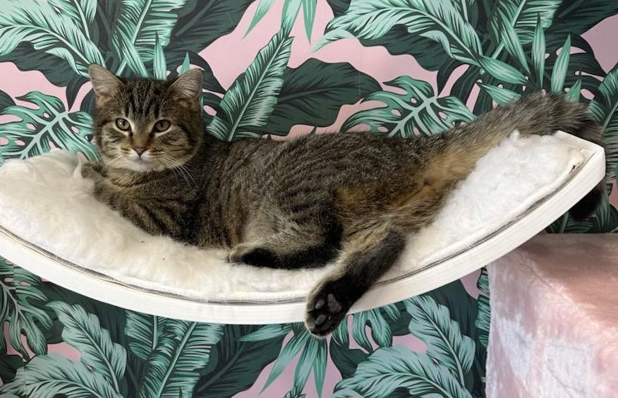 Enlarge Precious, an adoptable Domestic Short Hair in Cortland, OH image 3/6