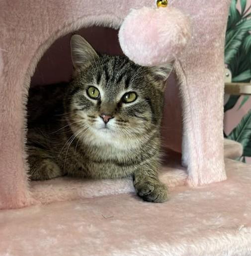 Enlarge Precious, an adoptable Domestic Short Hair in Cortland, OH image 2/6