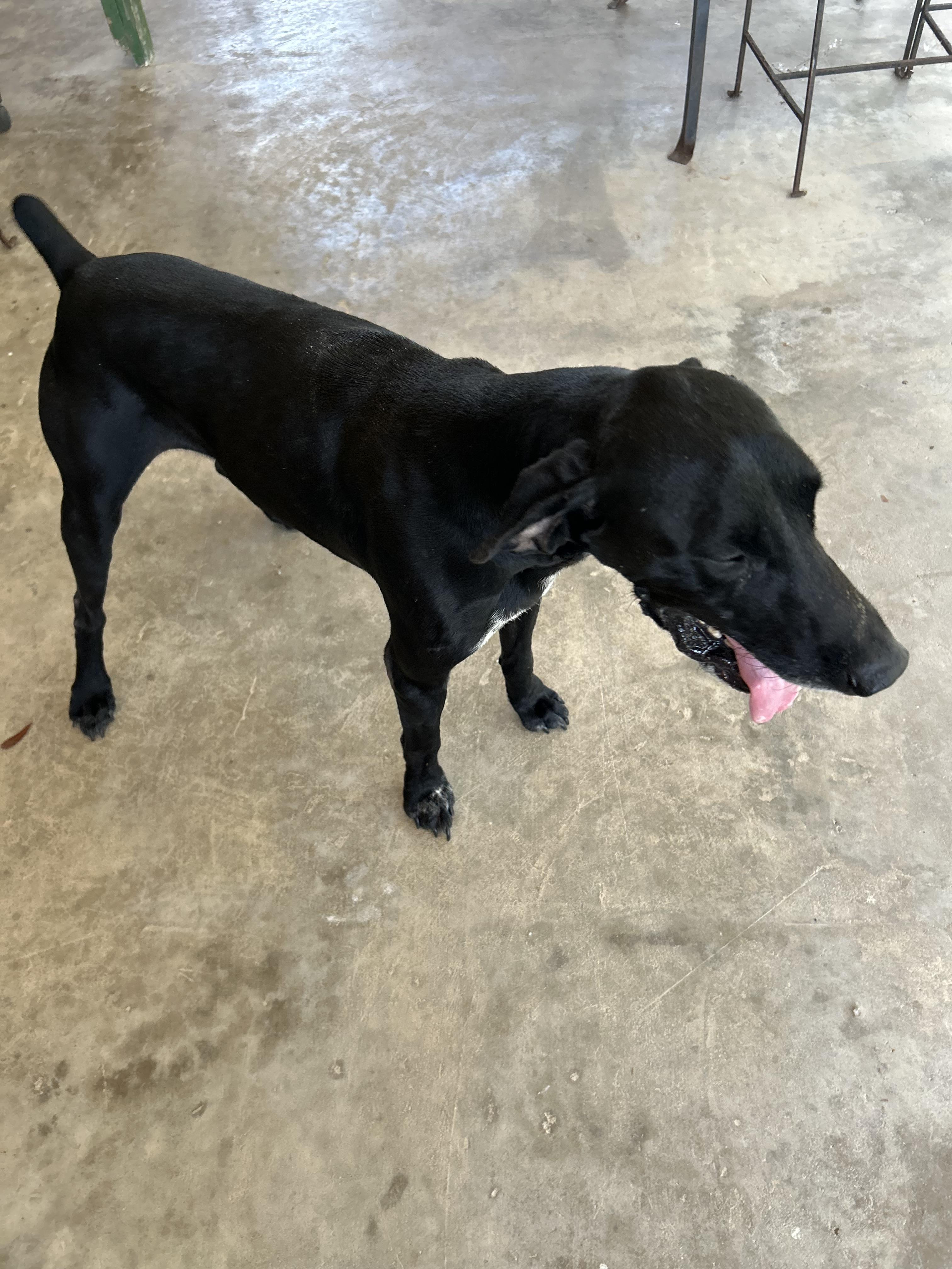 Enlarge Cooper, a Adopted German Shorthaired Pointer in Darien, GA image 2/3