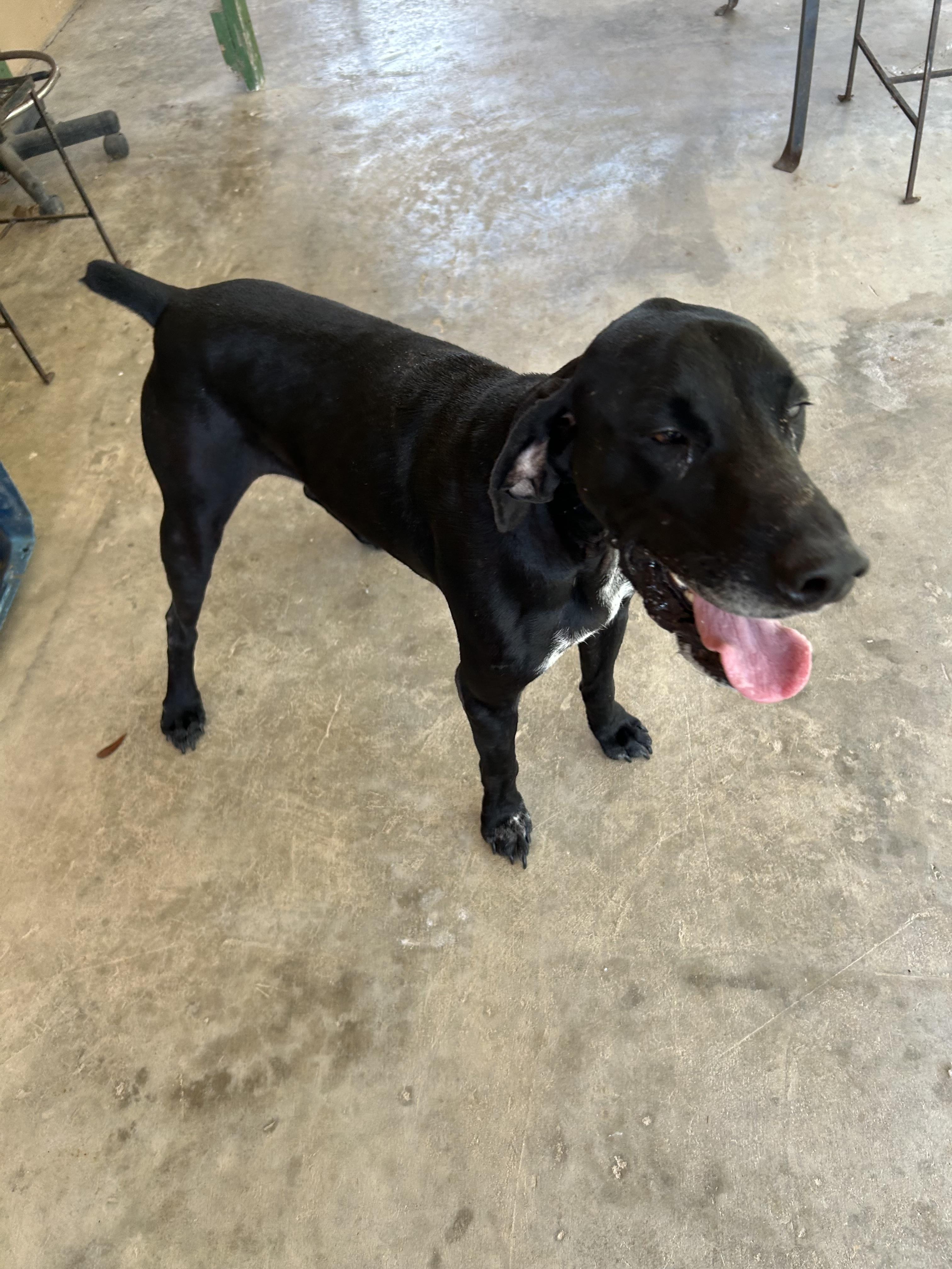 Enlarge Cooper, a Adopted German Shorthaired Pointer in Darien, GA image 3/3