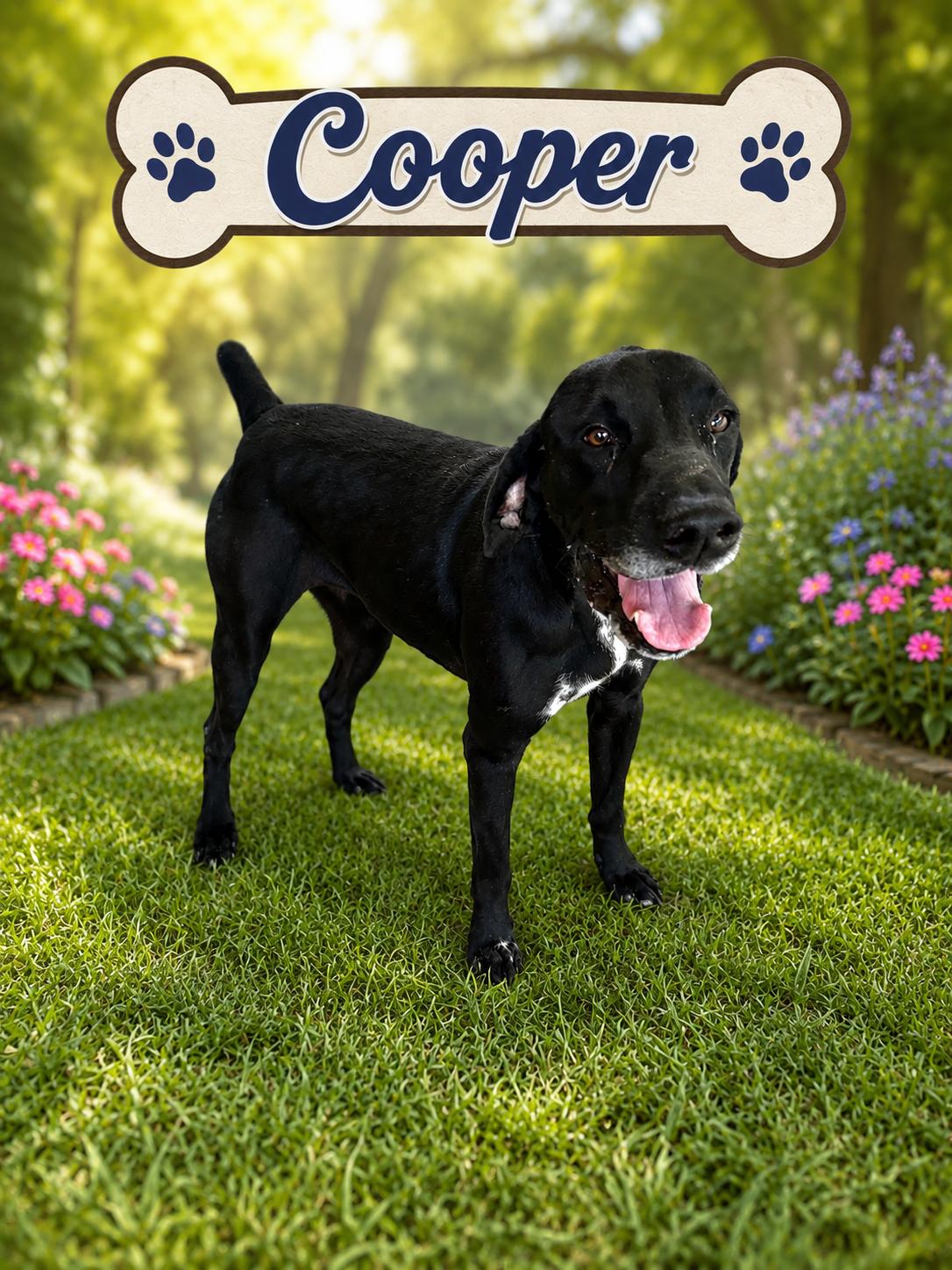 Cooper, Adopted, Adult Male German Shorthaired Pointer.