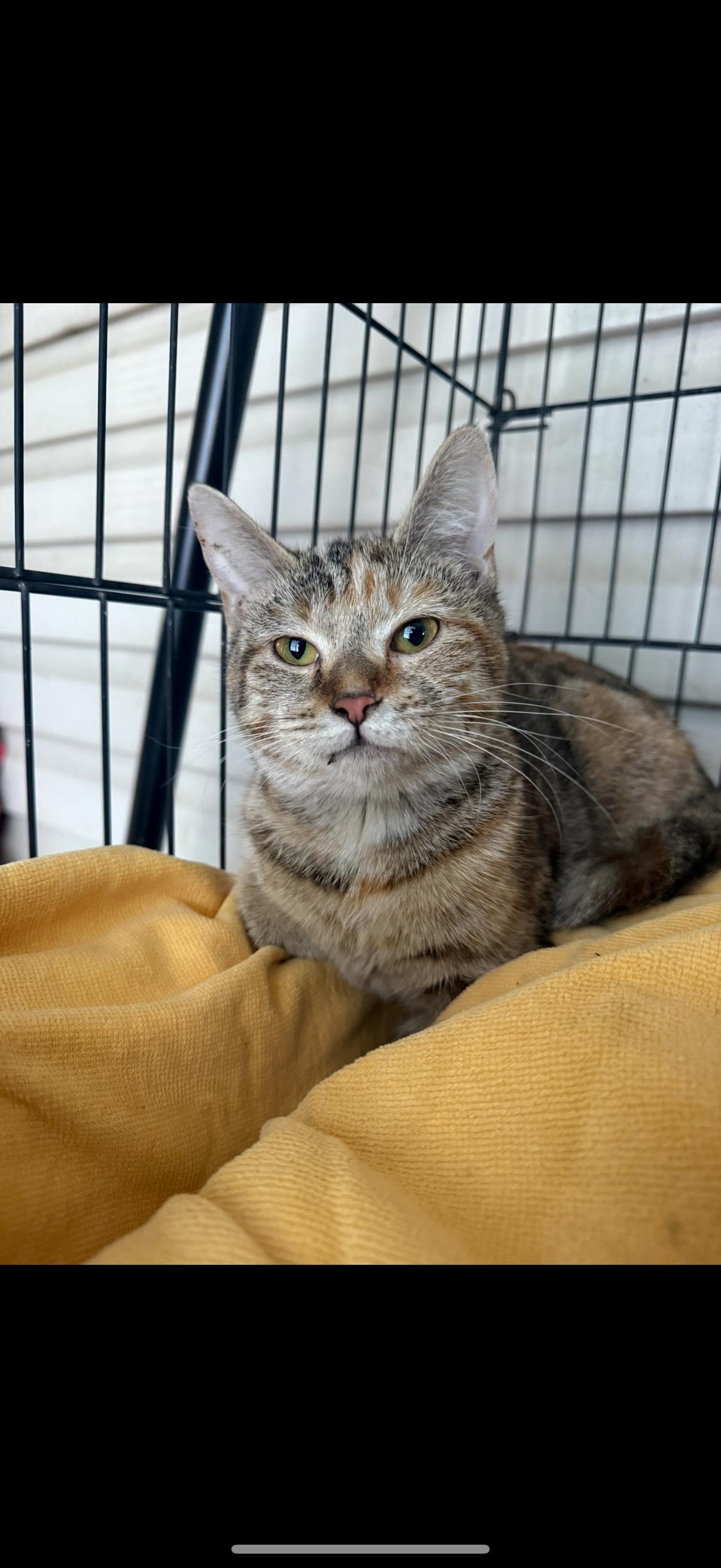 Enlarge Olive, a ADOPTABLE Domestic Short Hair in oxford, PA image 1/1