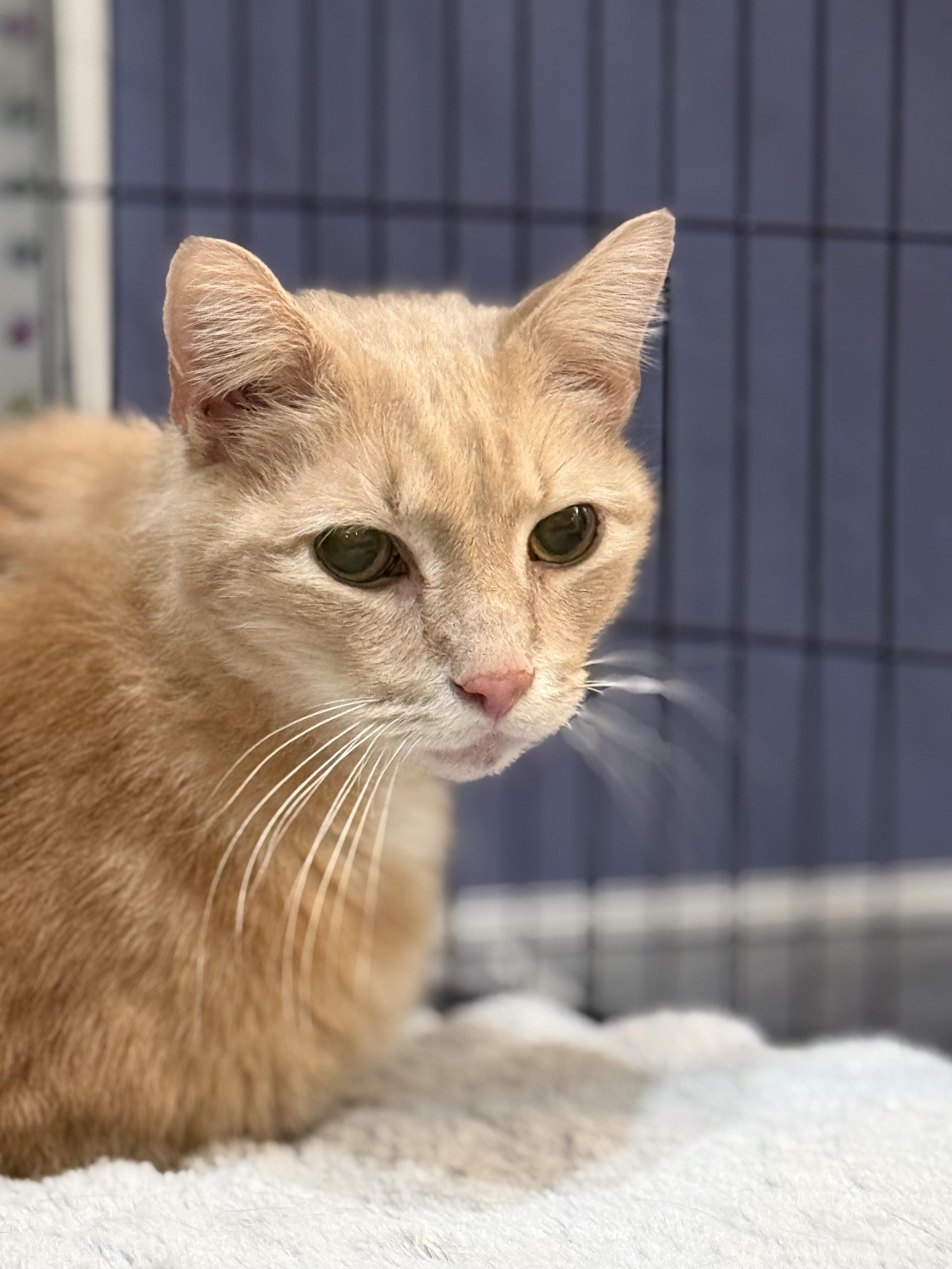 Teddy, a ADOPTABLE Domestic Short Hair in Plymouth, MA image 1/2