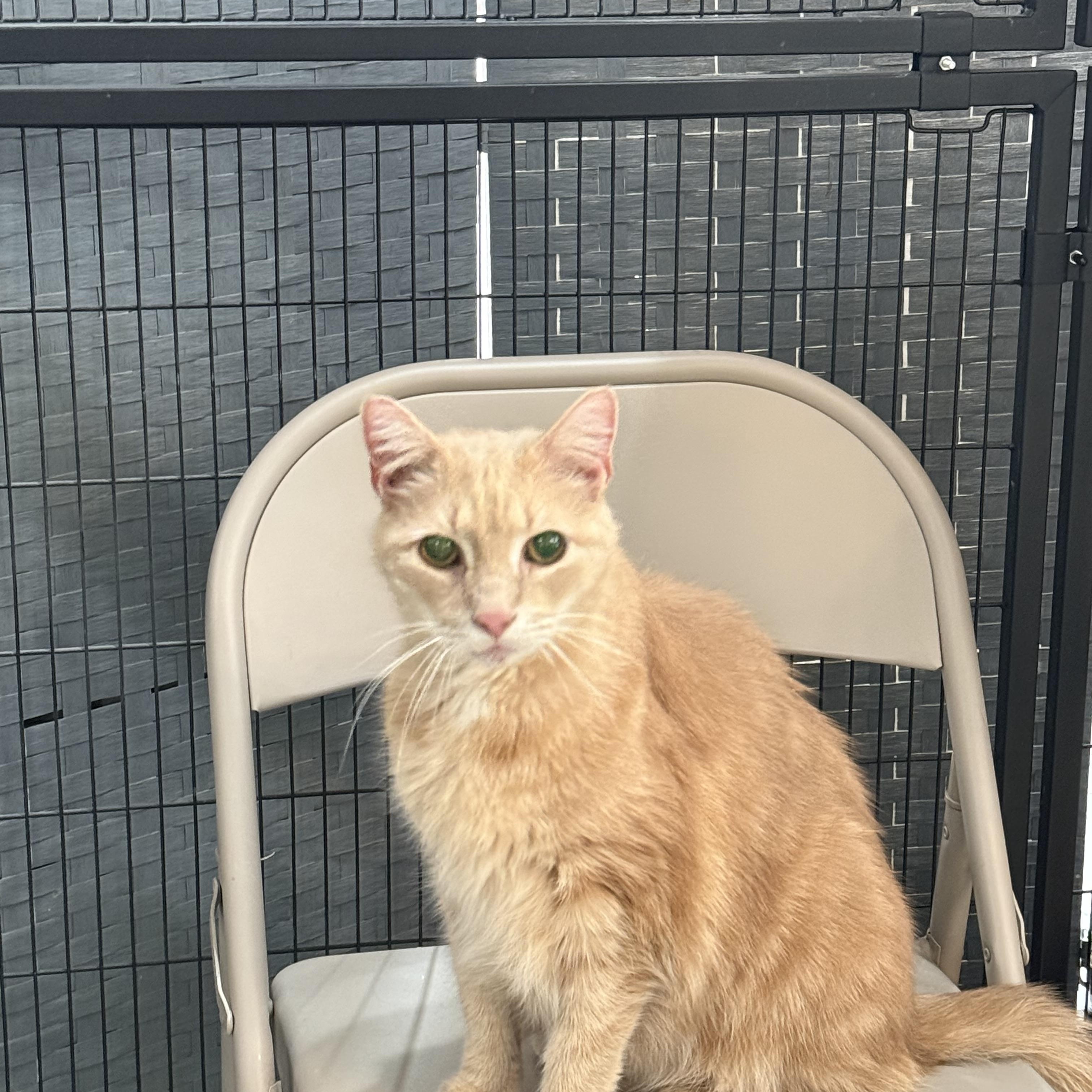 Teddy, a ADOPTABLE Domestic Short Hair in Plymouth, MA image 2/2