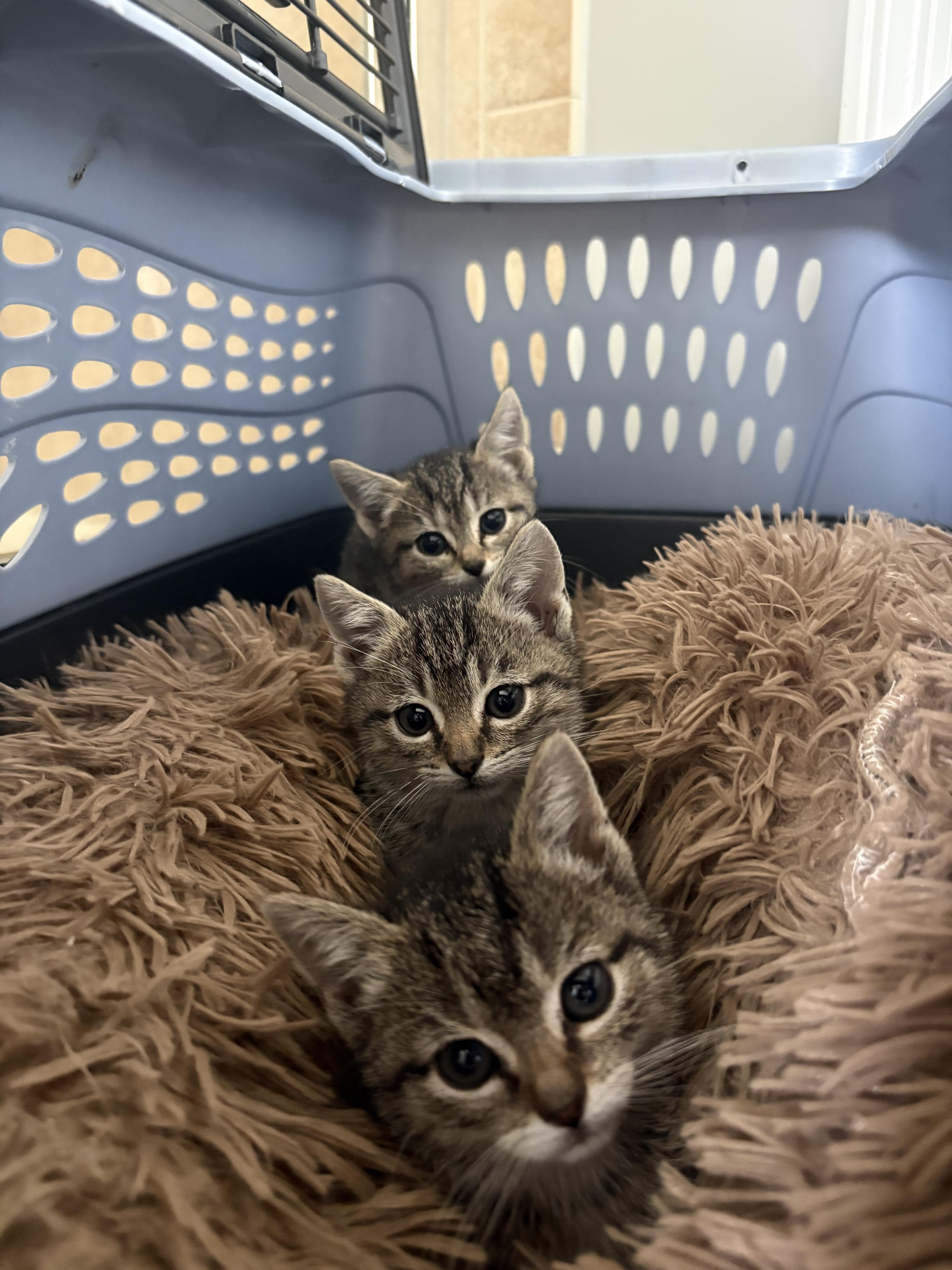 Mimosa, ADOPTABLE, Kitten Female American Shorthair.