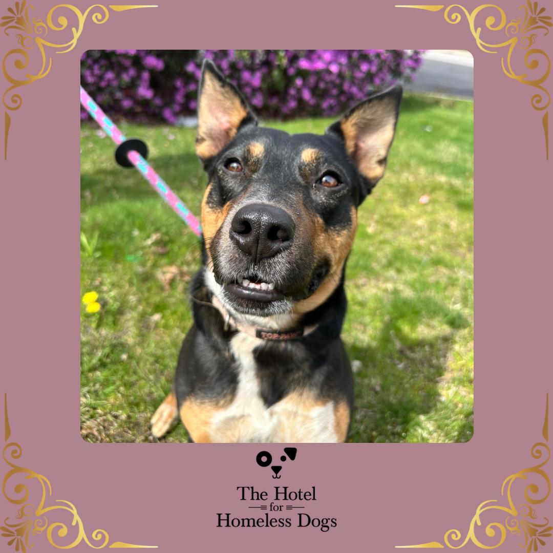 Dakota, adoptable, Adult Female American Staffordshire Terrier & Terrier.