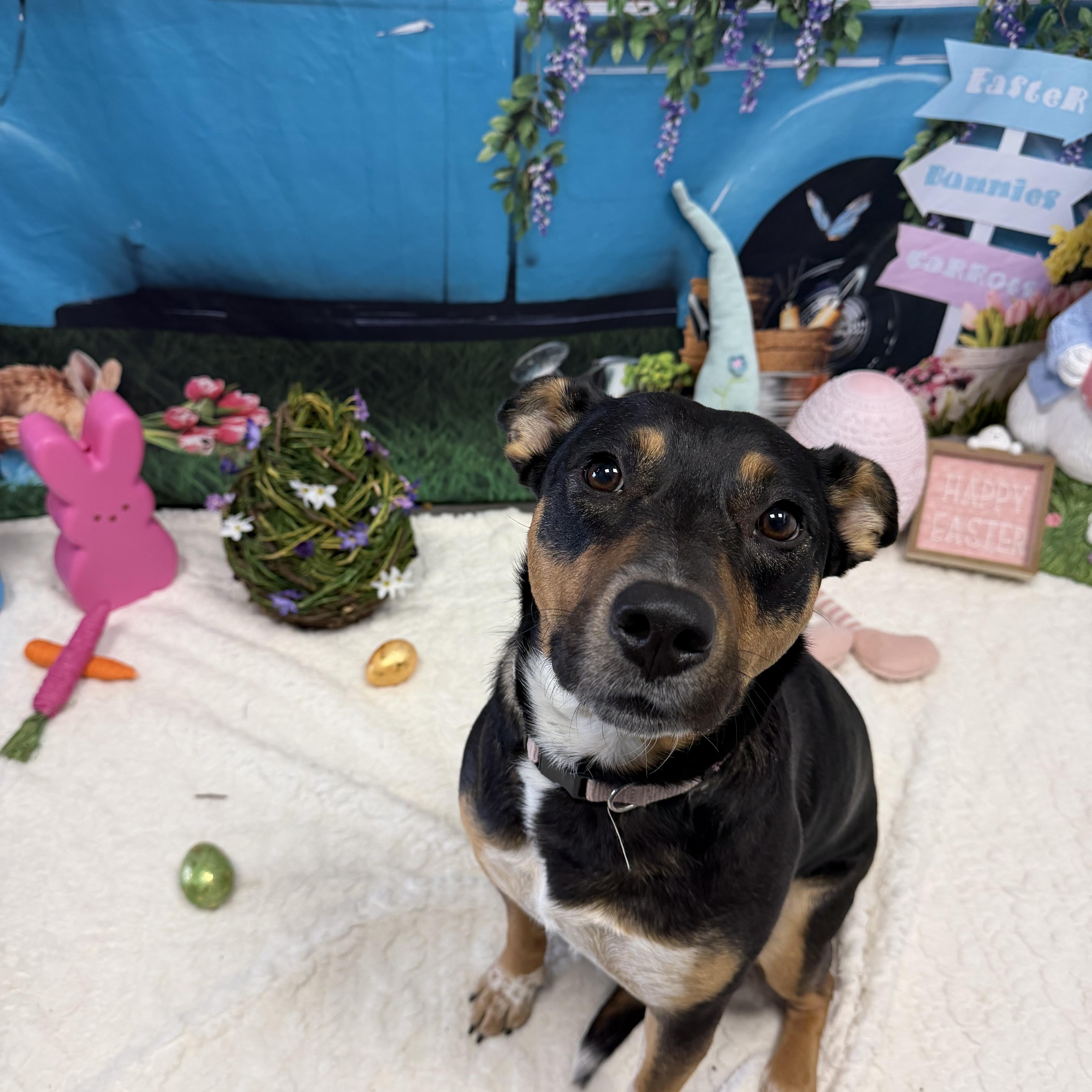 Enlarge Dakota, an adoptable mixed breed in Cumberland, RI image 3/6