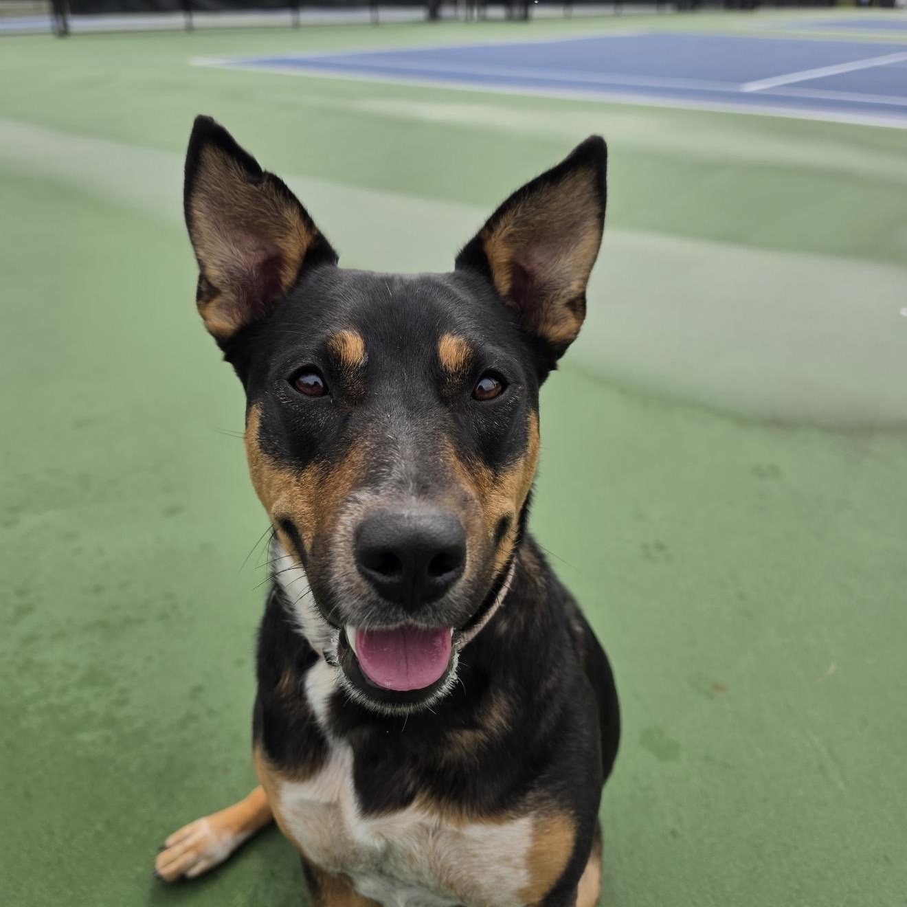 Dakota, an adoptable mixed breed in Cumberland, RI image 3/6