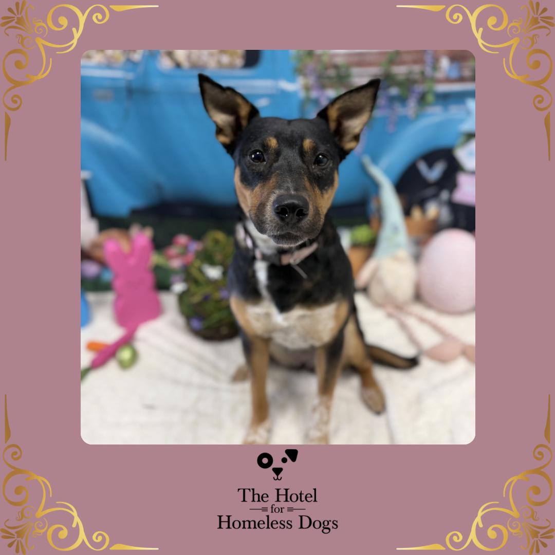 Enlarge Dakota, an adoptable mixed breed in Cumberland, RI image 1/6