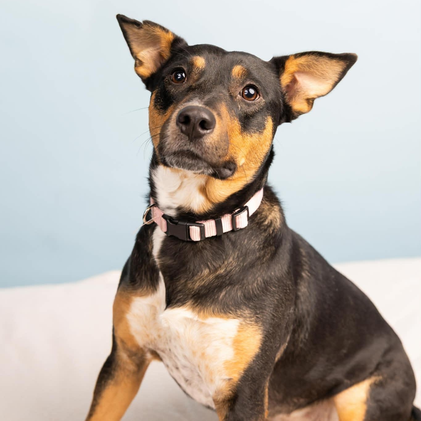 Enlarge Dakota, an adoptable mixed breed in Cumberland, RI image 6/6