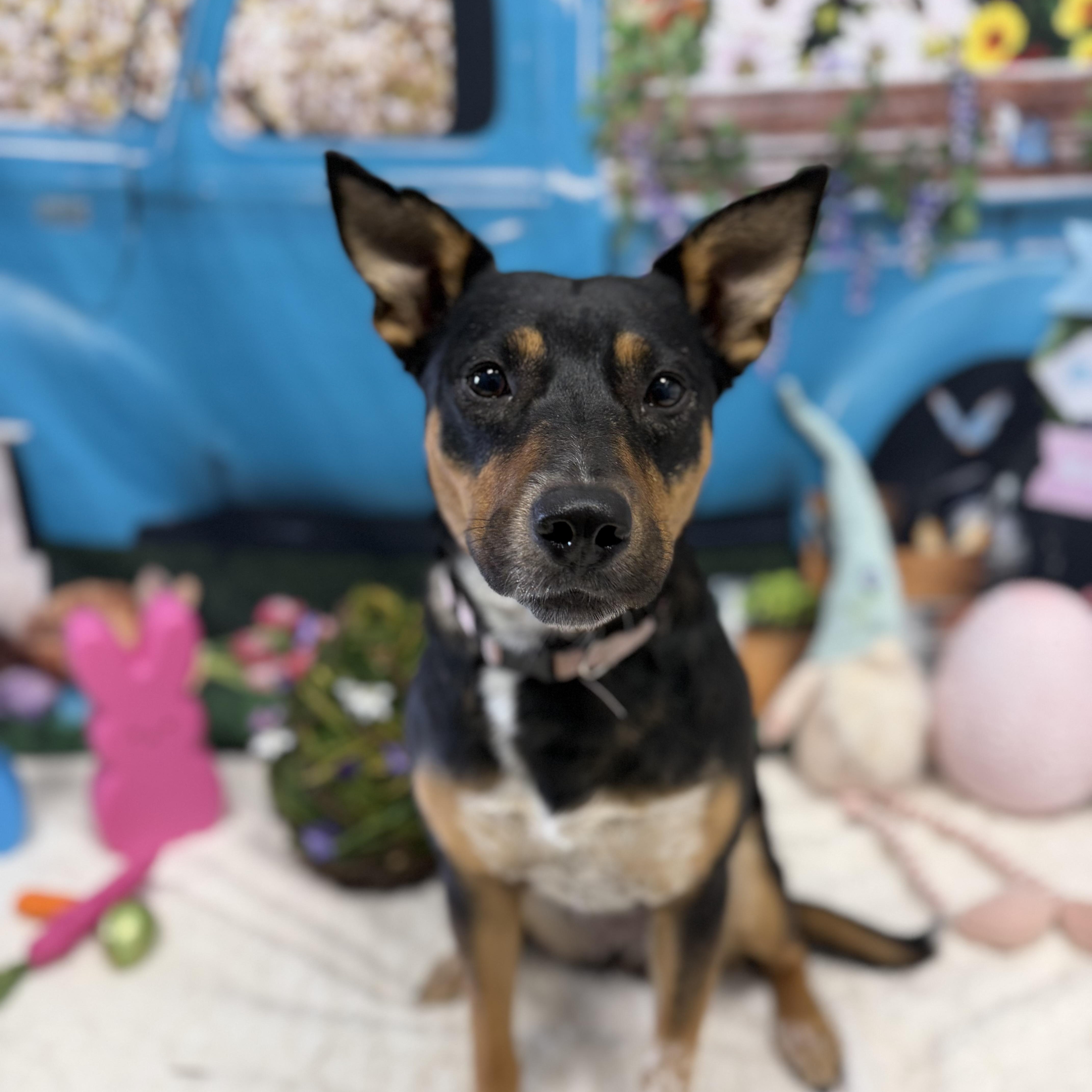 Enlarge Dakota, an adoptable mixed breed in Cumberland, RI image 2/6