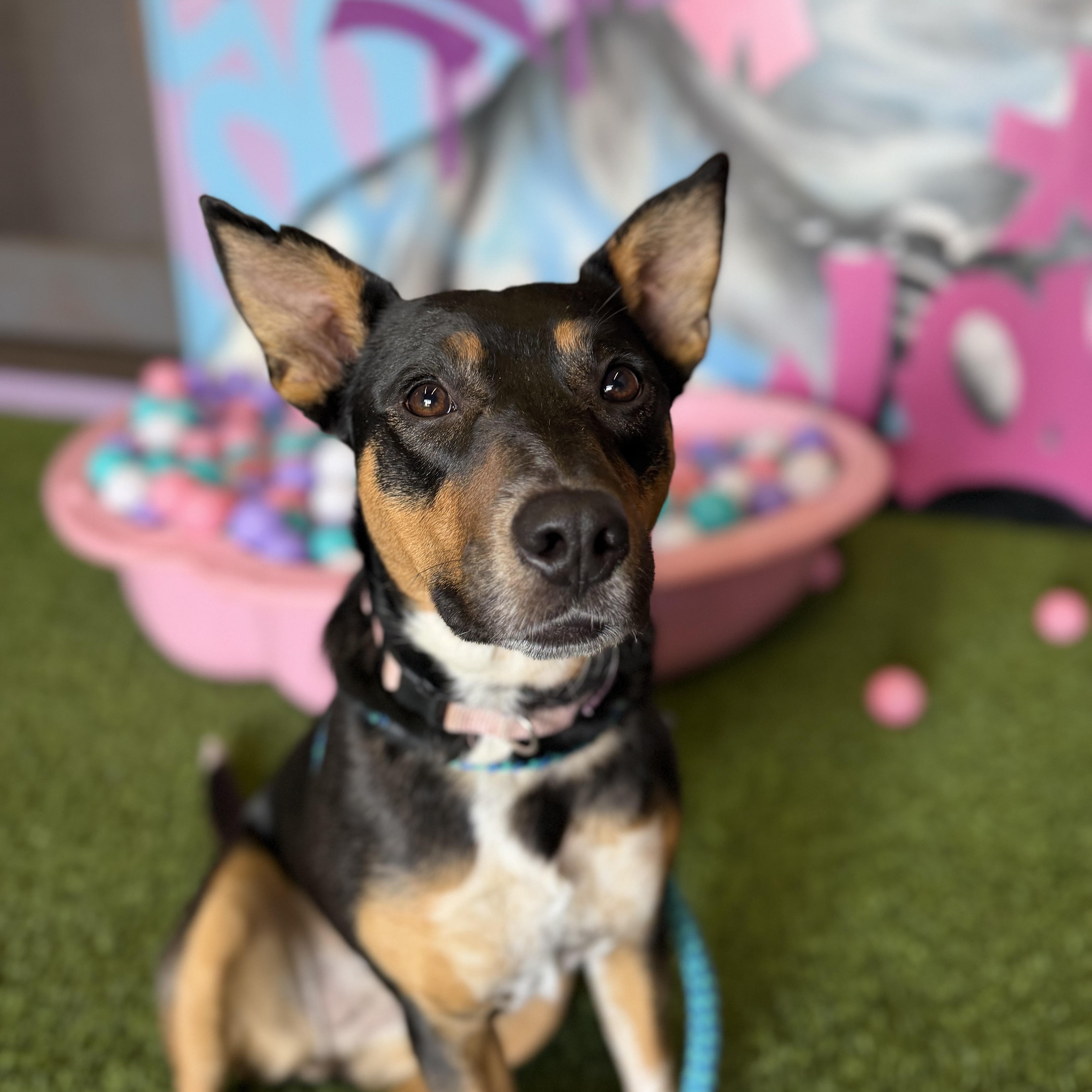 Enlarge Dakota, an adoptable mixed breed in Cumberland, RI image 4/6