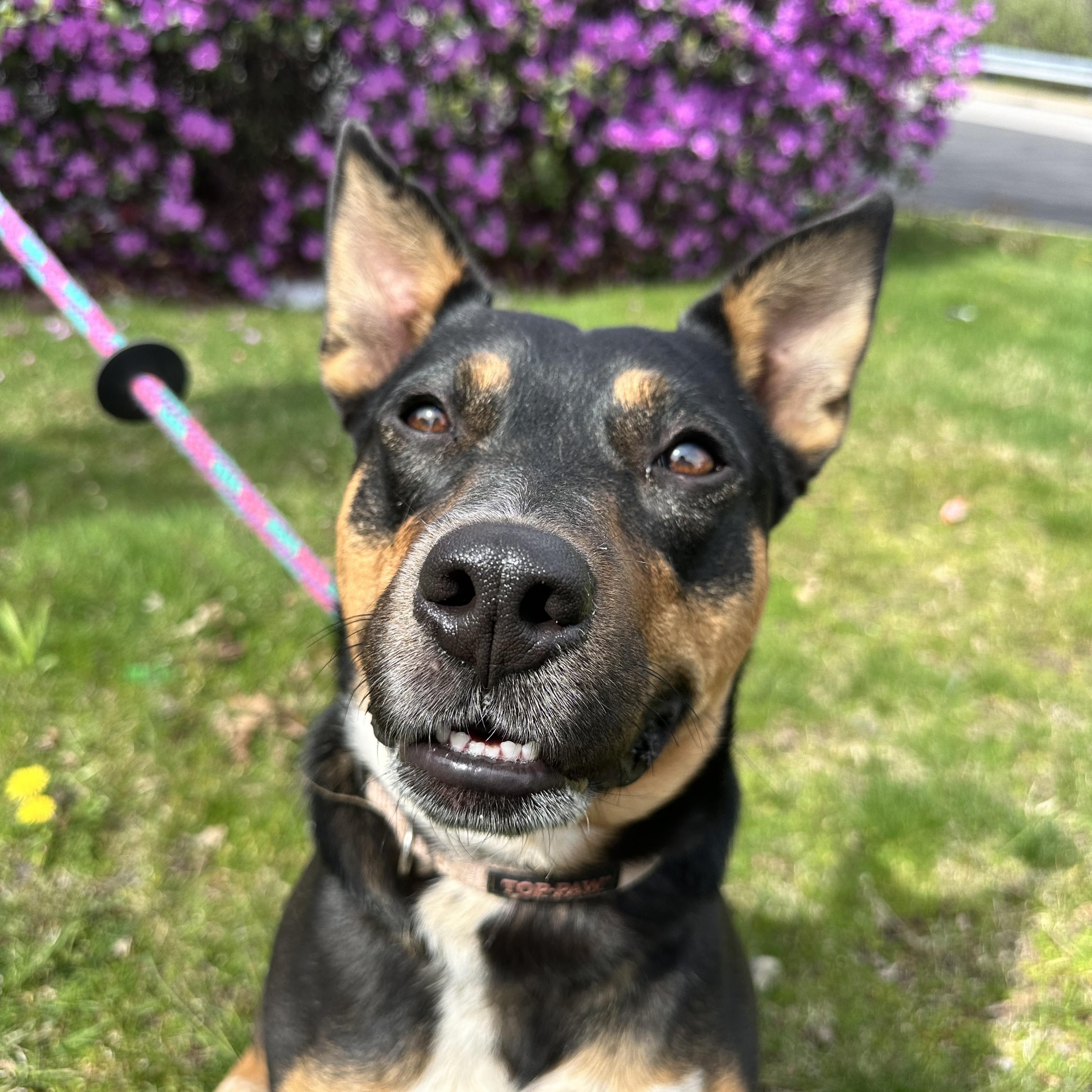 Dakota, an adoptable mixed breed in Cumberland, RI image 5/6
