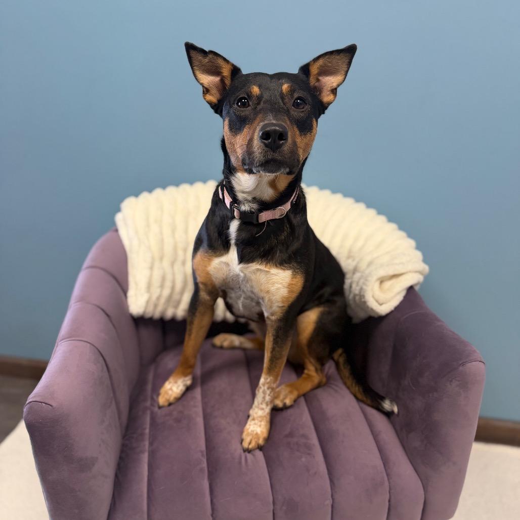 Enlarge Dakota, an adoptable mixed breed in Cumberland, RI image 5/6