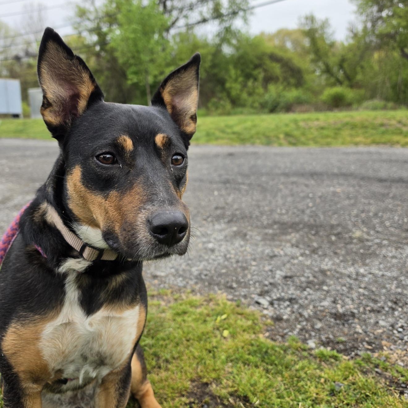 Dakota, an adoptable mixed breed in Cumberland, RI image 4/6