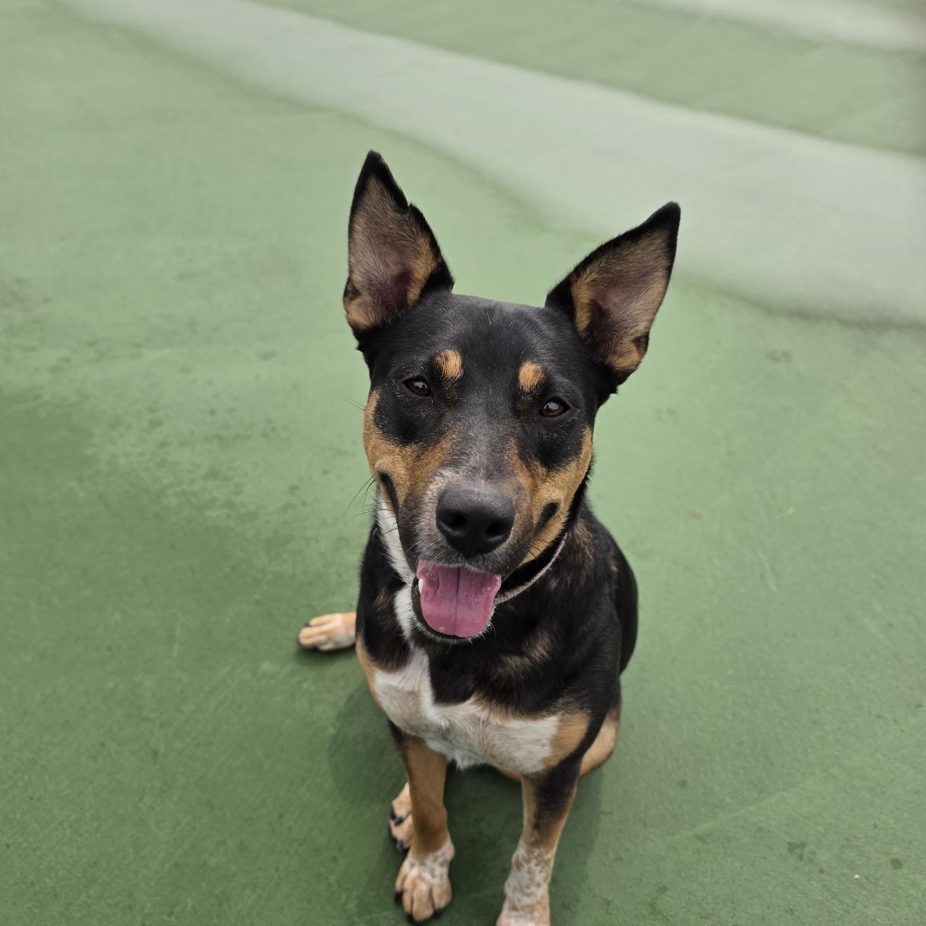 Dakota, an adoptable mixed breed in Cumberland, RI image 2/6