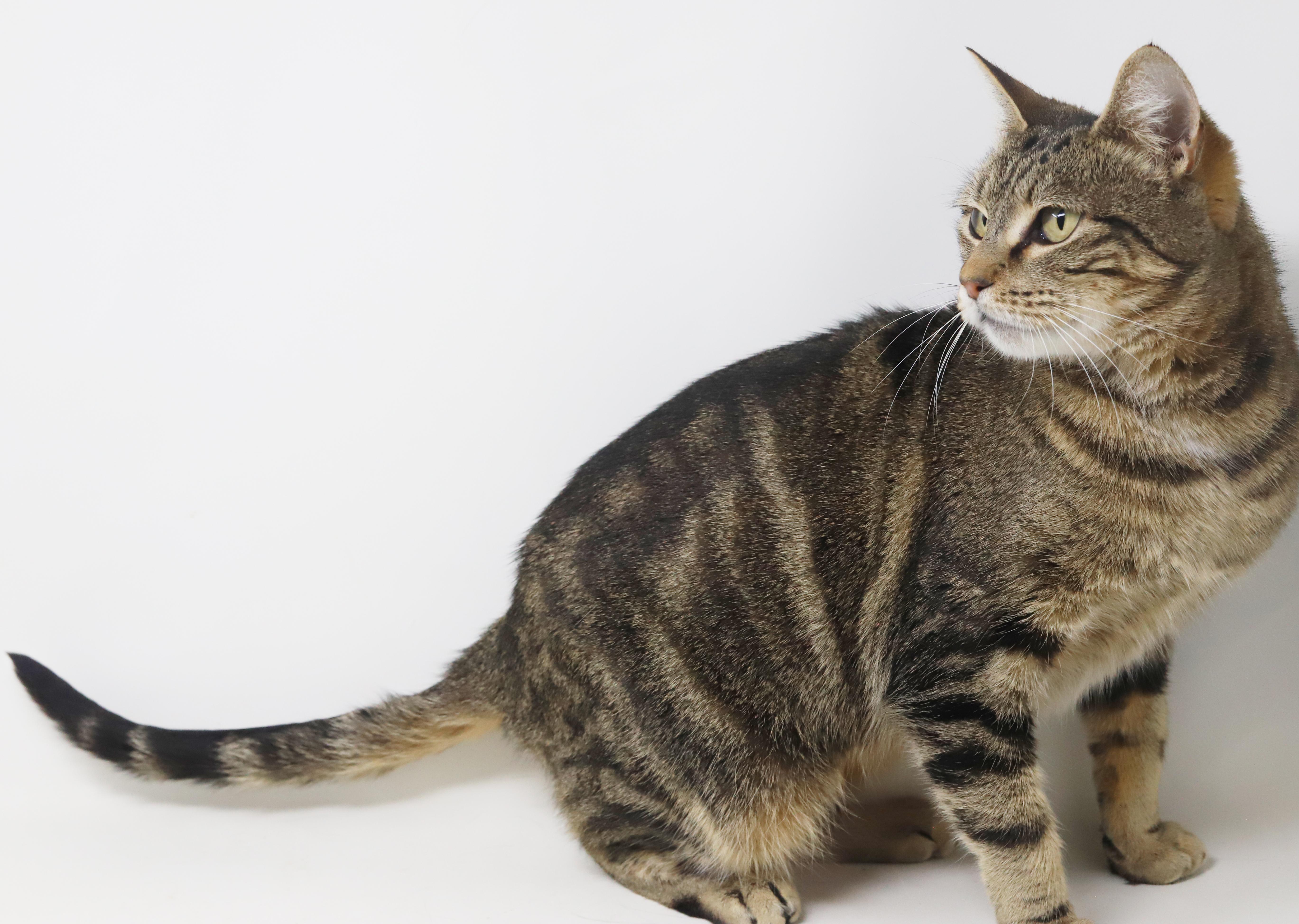 Enlarge Meowtini is our diva of delight!  Loves being snuggled!  SUPERMODEL!, a Adoptable mixed breed in Bedford Hills, NY image 5/6