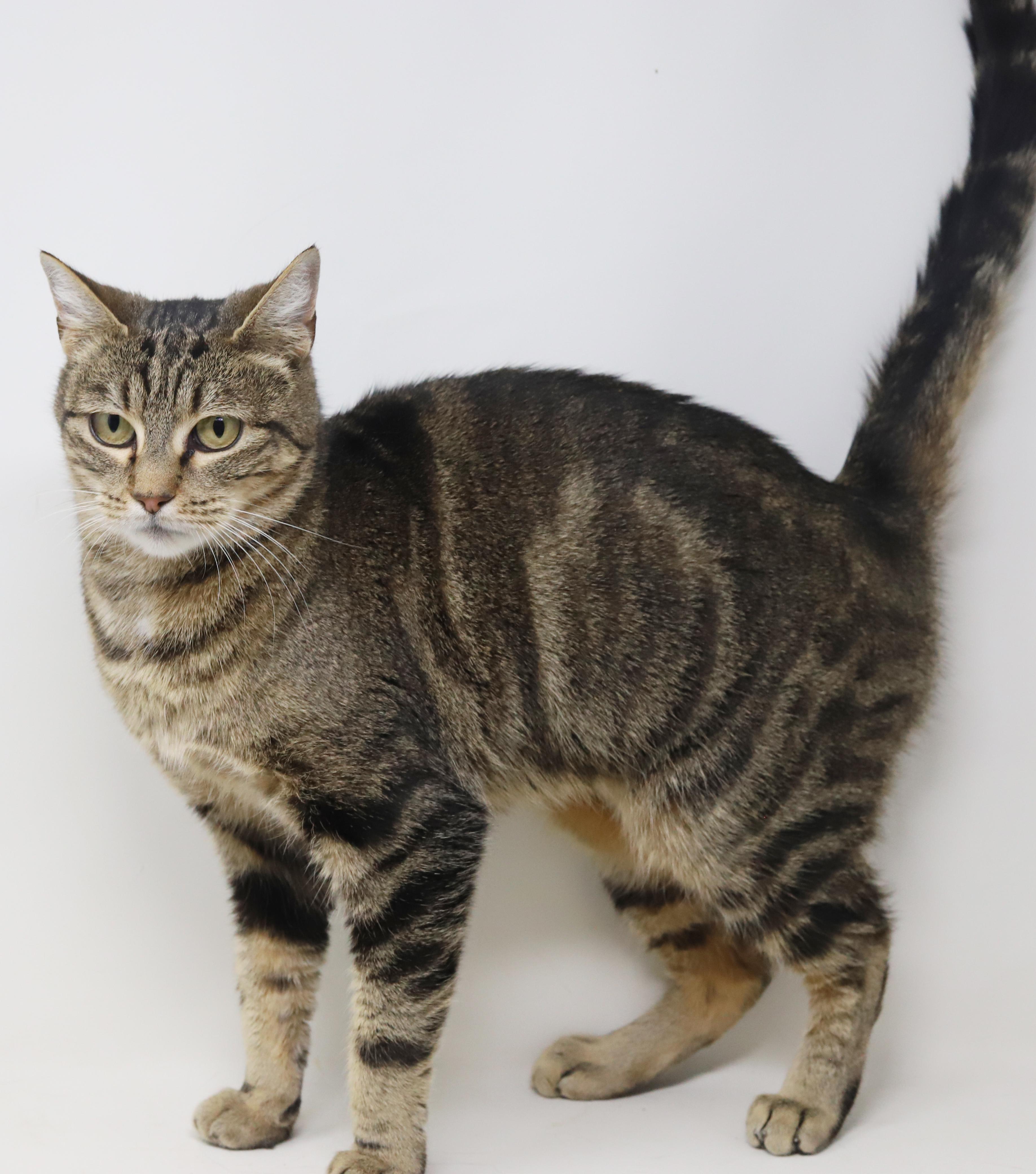 Enlarge Meowtini is our diva of delight!  Loves being snuggled!  SUPERMODEL!, a Adoptable mixed breed in Bedford Hills, NY image 3/6