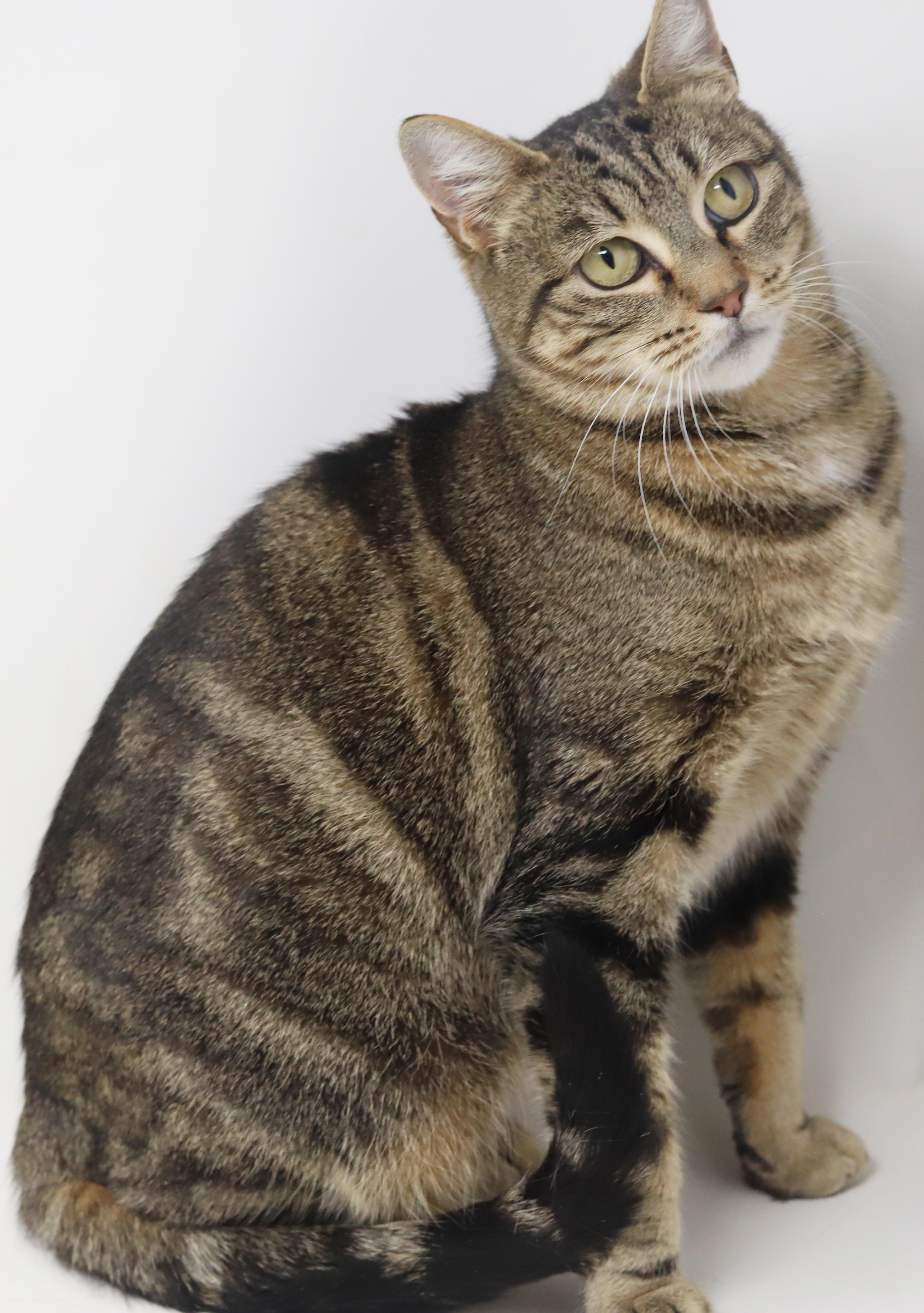 Meowtini is our diva of delight!  Loves being snuggled!  SUPERMODEL!, Adoptable, Young Female Bengal & Tabby.