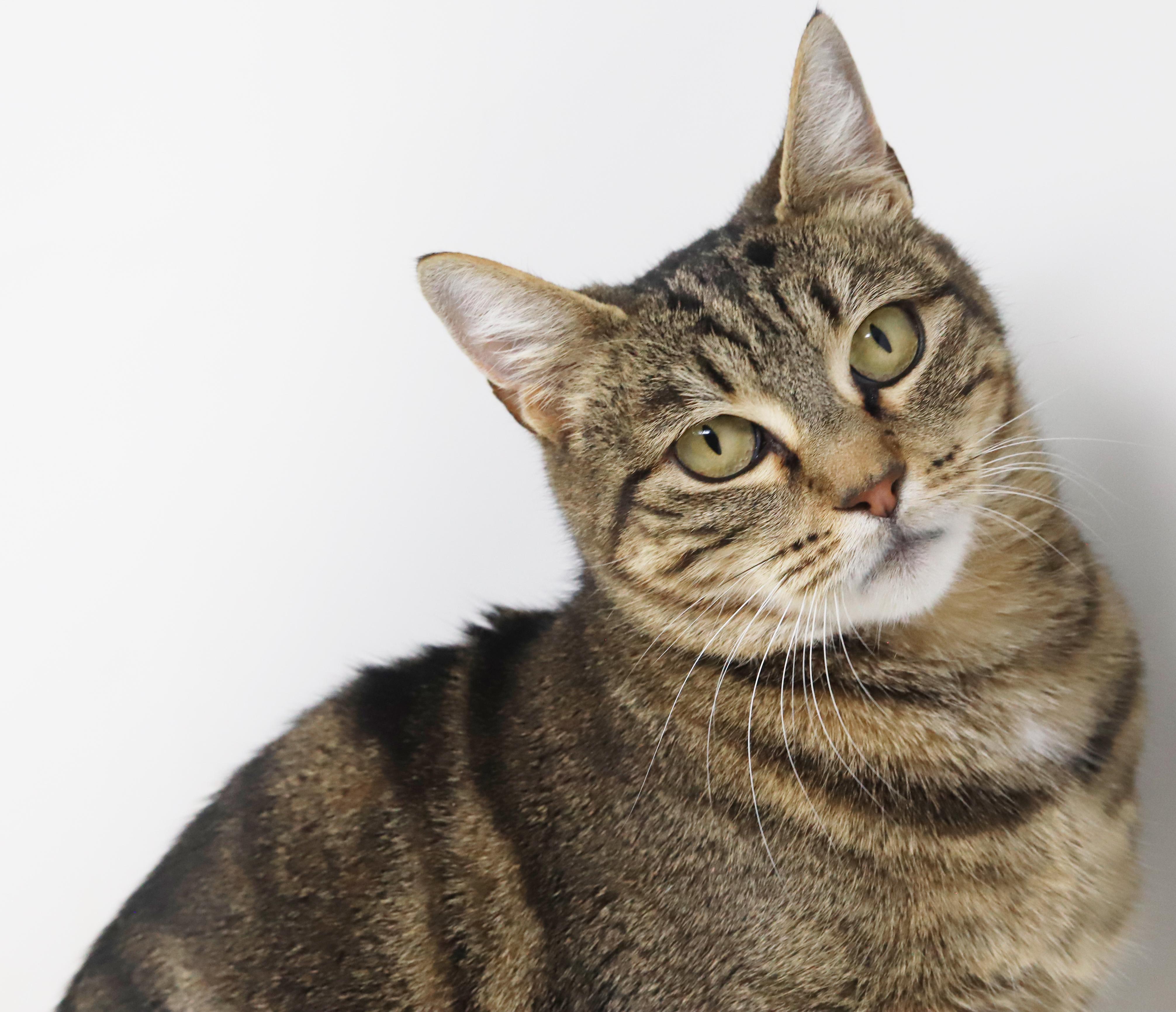 Enlarge Meowtini is our diva of delight!  Loves being snuggled!  SUPERMODEL!, a Adoptable mixed breed in Bedford Hills, NY image 6/6