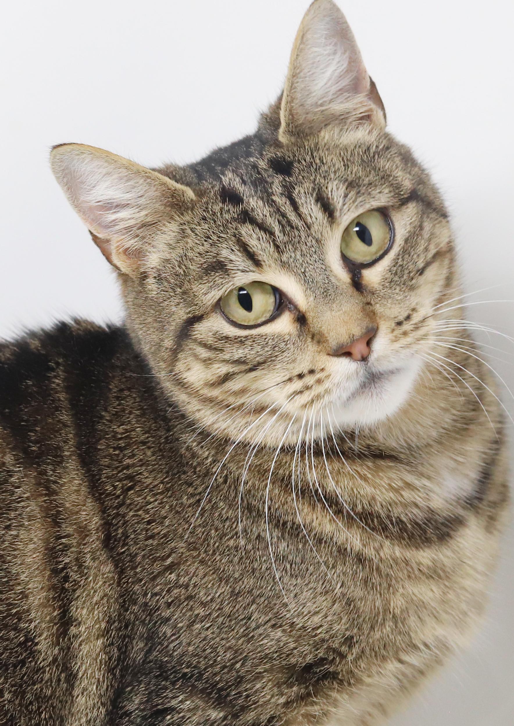 Enlarge Meowtini is our diva of delight!  Loves being snuggled!  SUPERMODEL!, a Adoptable mixed breed in Bedford Hills, NY image 4/6