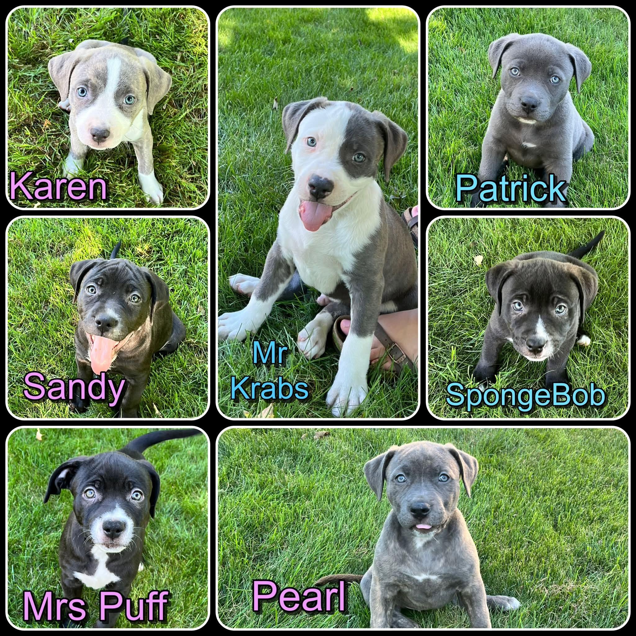 Enlarge SpongeBob litter puppies 3 male 4 female, a Adopted mixed breed in Traverse City, MI image 1/1
