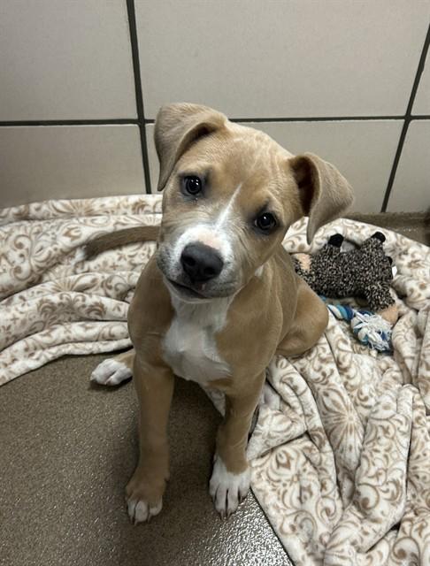 MAYA, Adoptable, Puppy Female Pit Bull Terrier.