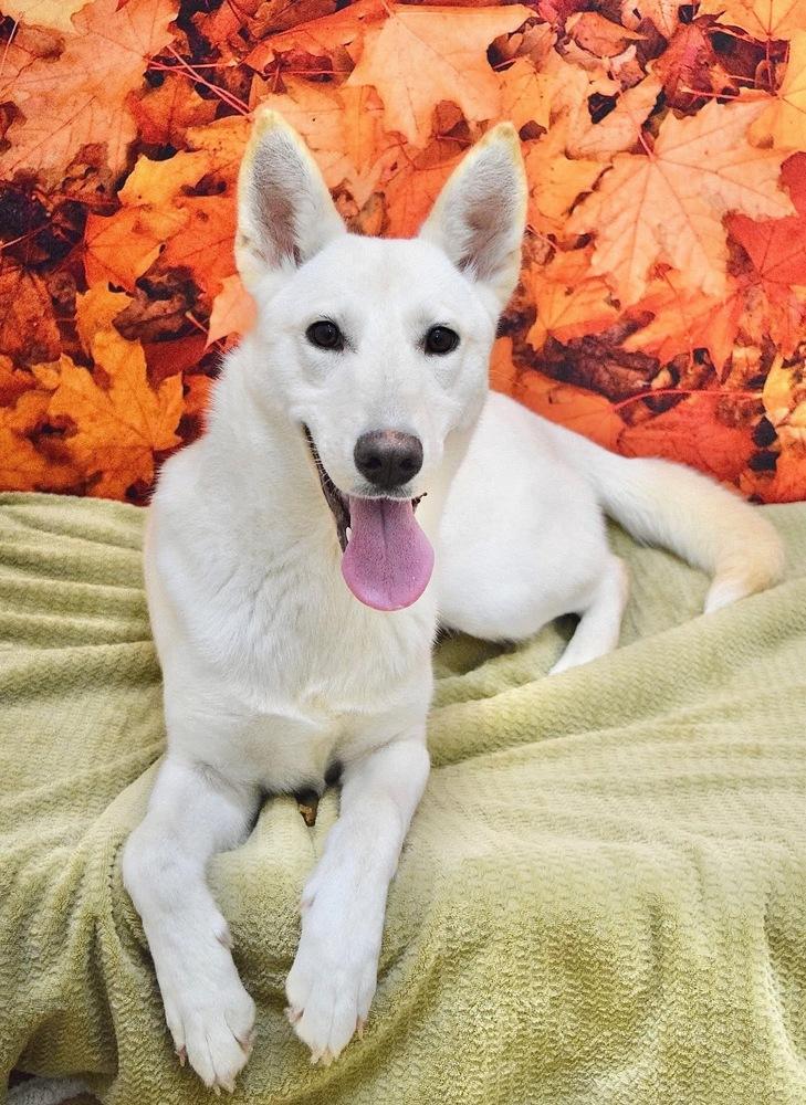 Hannah, Adoptable, Puppy Female German Shepherd Dog.