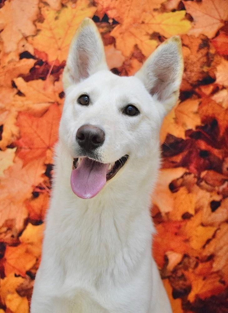 Hannah, a Adoptable mixed breed in Pleasant Hill, CA image 2/4