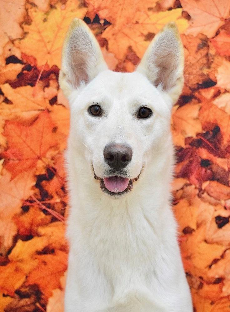Hannah, a Adoptable mixed breed in Pleasant Hill, CA image 3/4