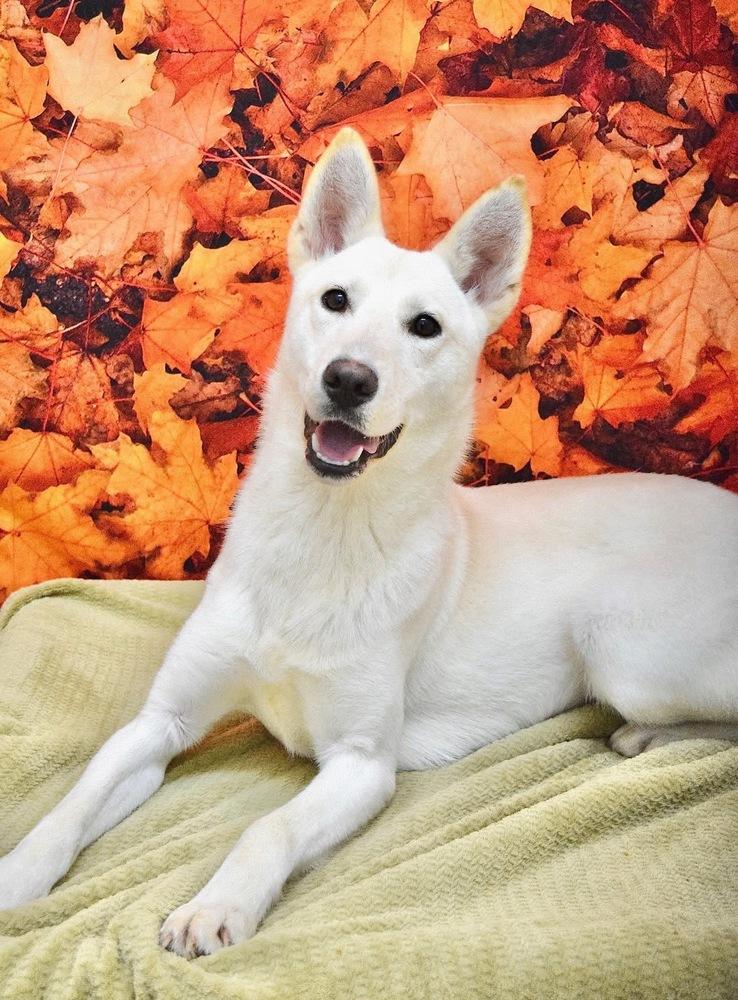 Hannah, a Adoptable mixed breed in Pleasant Hill, CA image 4/4